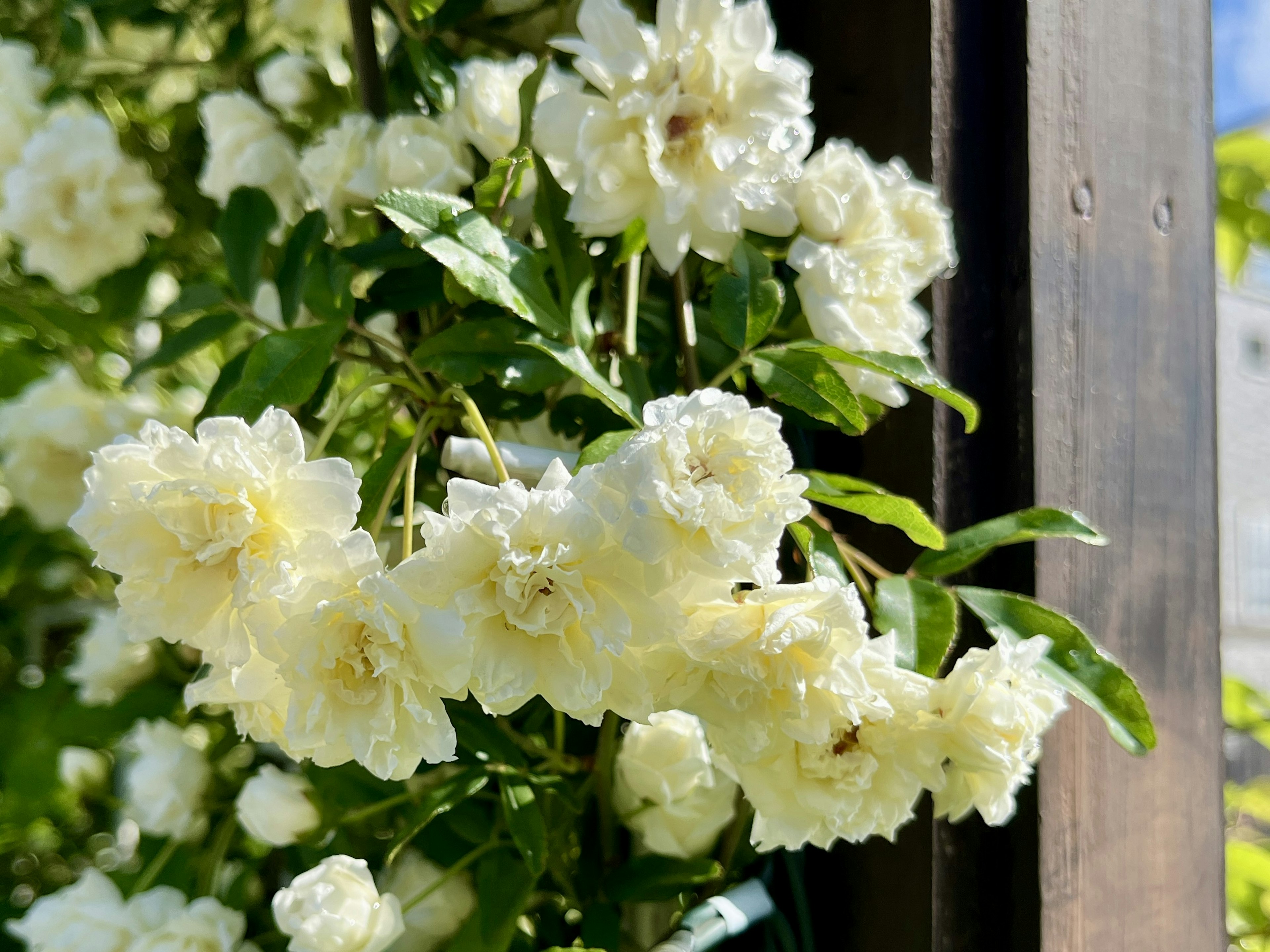 Primer plano de una planta verde con flores blancas en flor