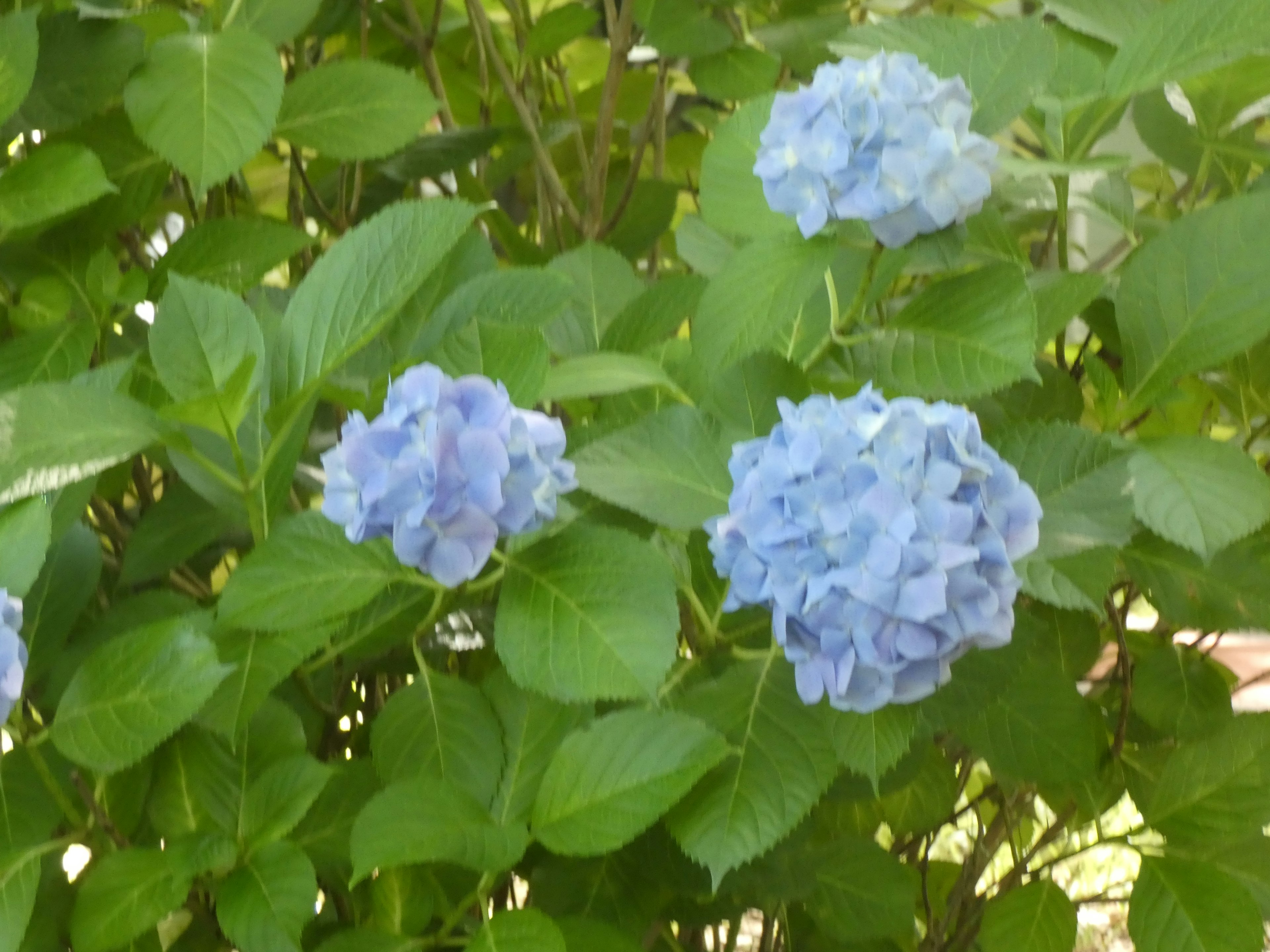 Blaue Hortensienblüten umgeben von grünen Blättern