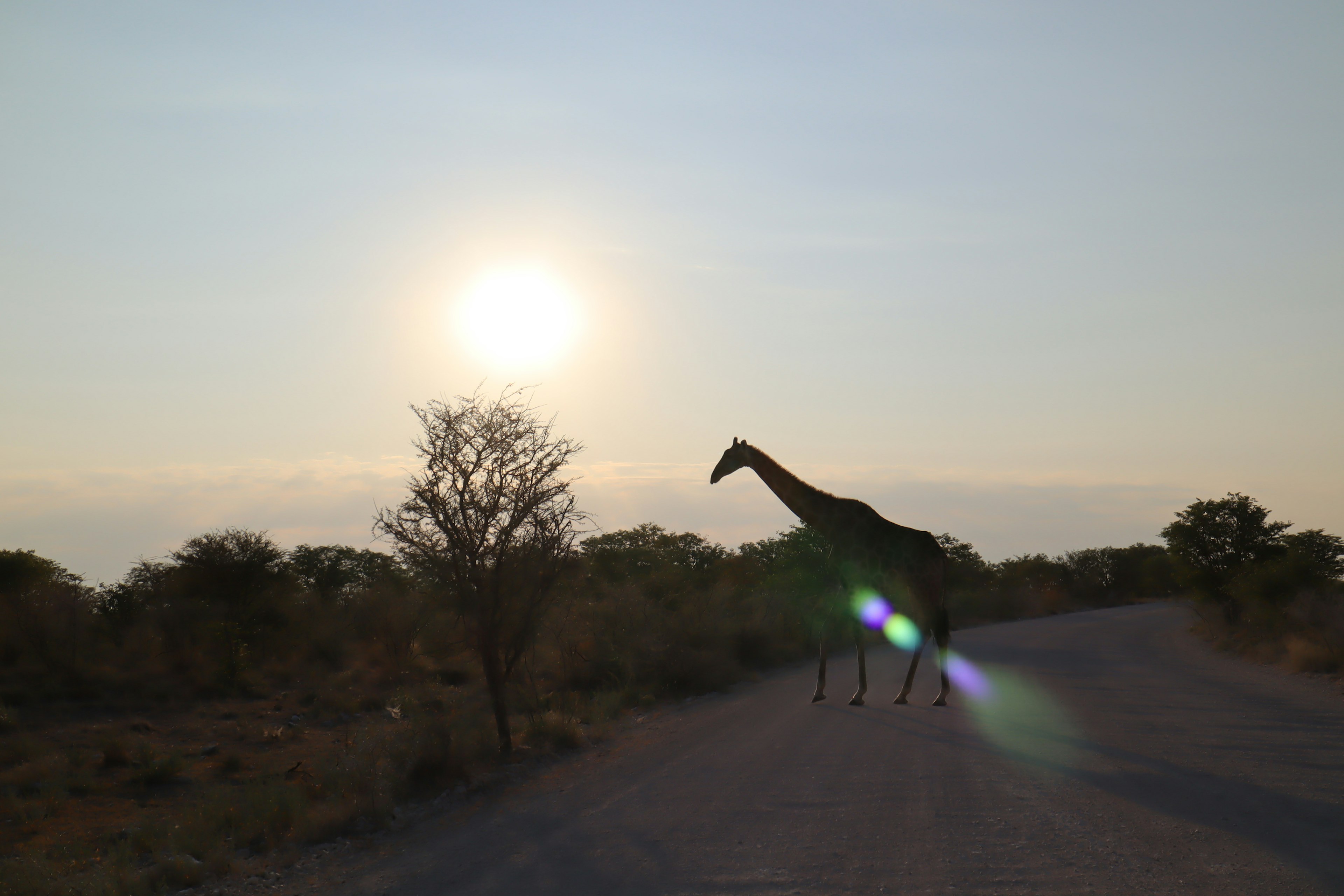 Silhouette einer Giraffe, die die Straße überquert, mit Sonnenuntergang im Hintergrund