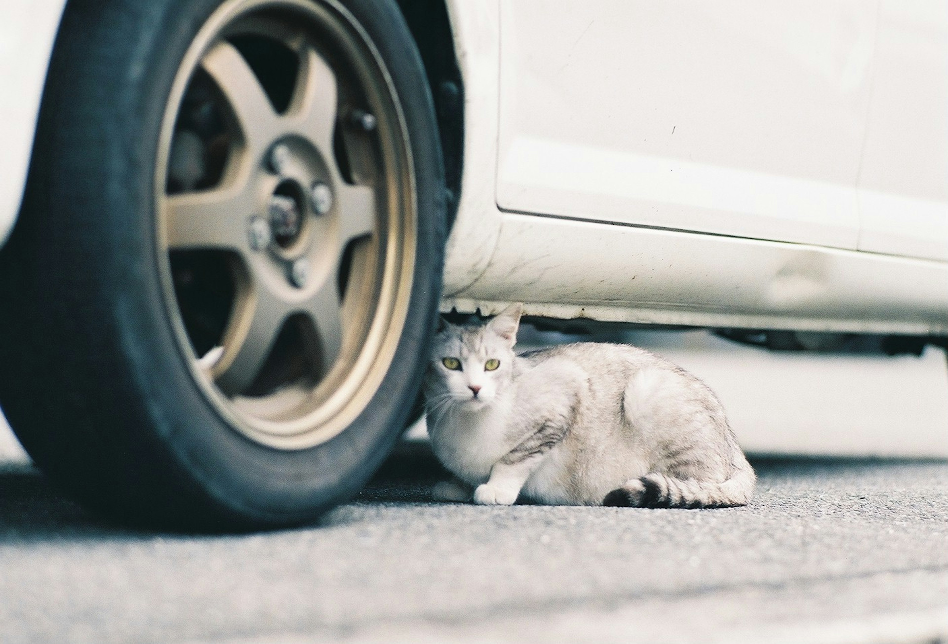 Kucing berbaring di bawah roda mobil putih