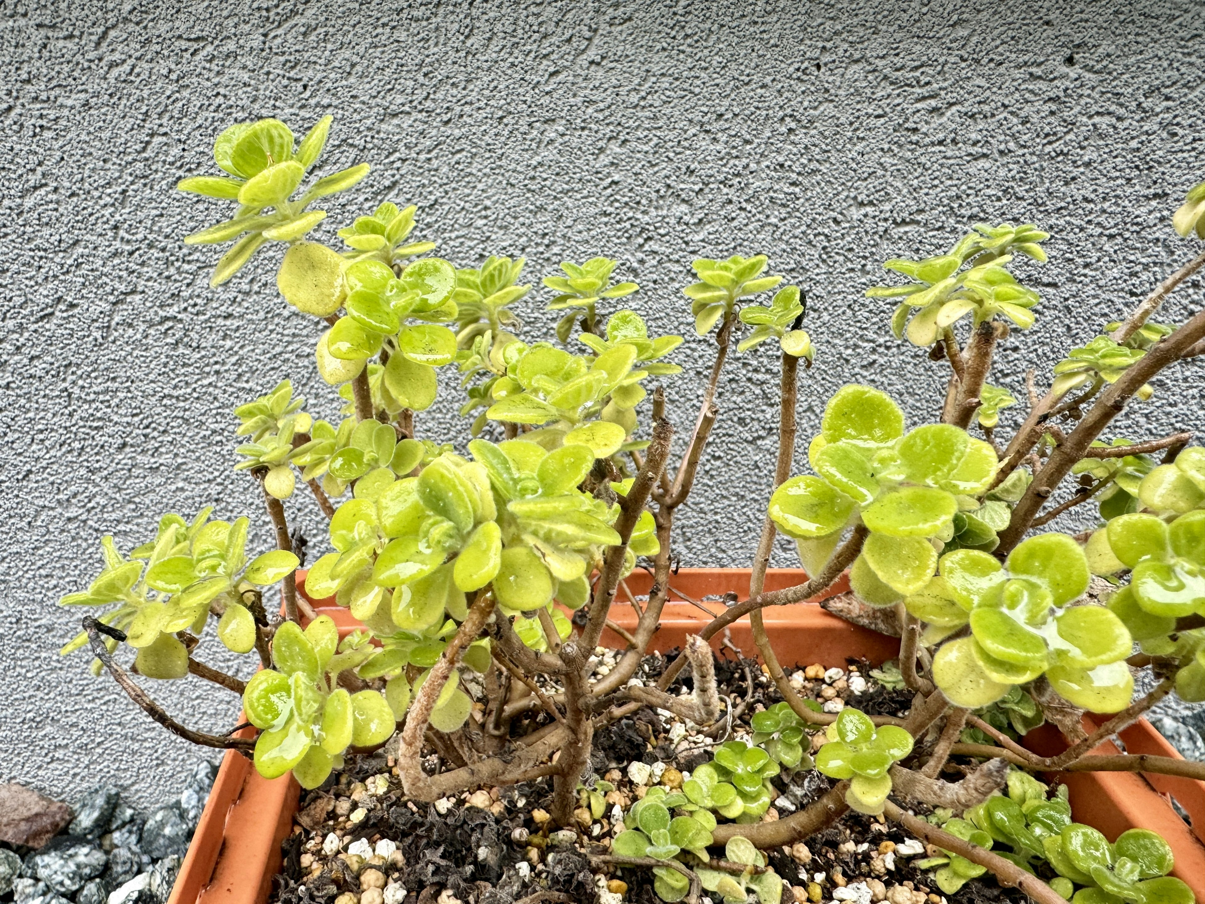 Une plante succulente verte luxuriante poussant dans un pot en terre cuite