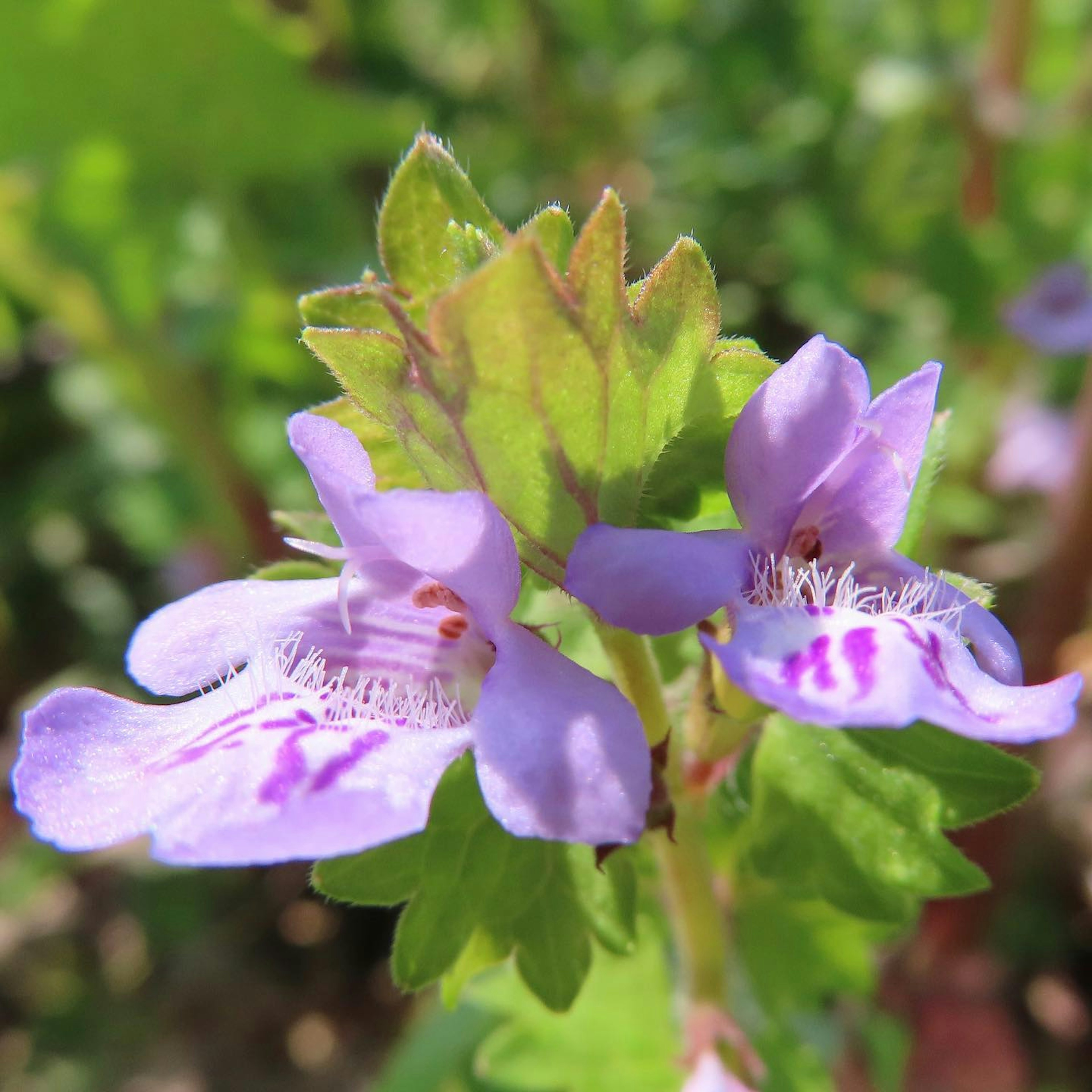 Nahaufnahme eines Pflanzen mit lila Blüten