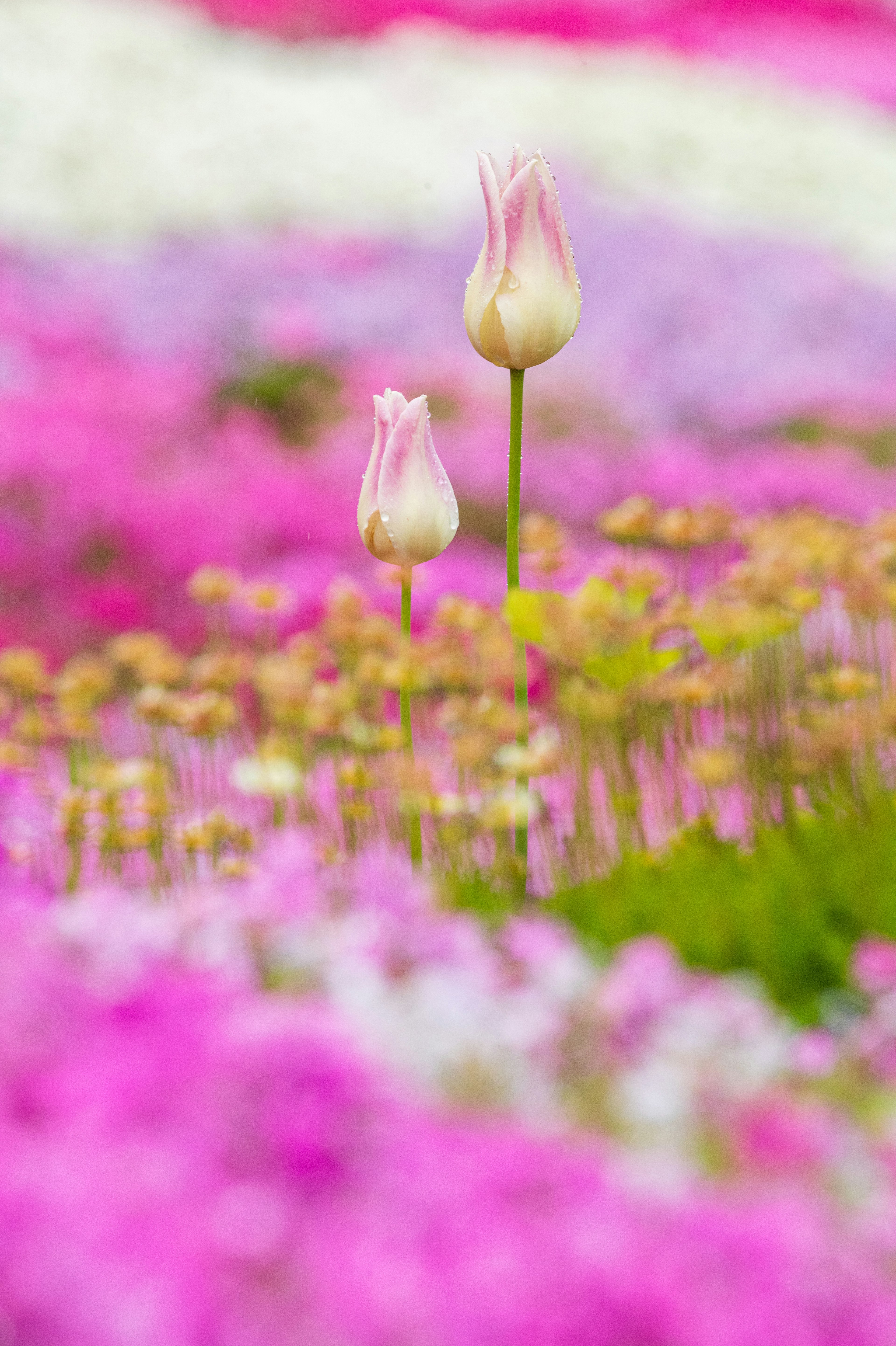 美しいピンクの花畑に立つつぼみのチューリップ