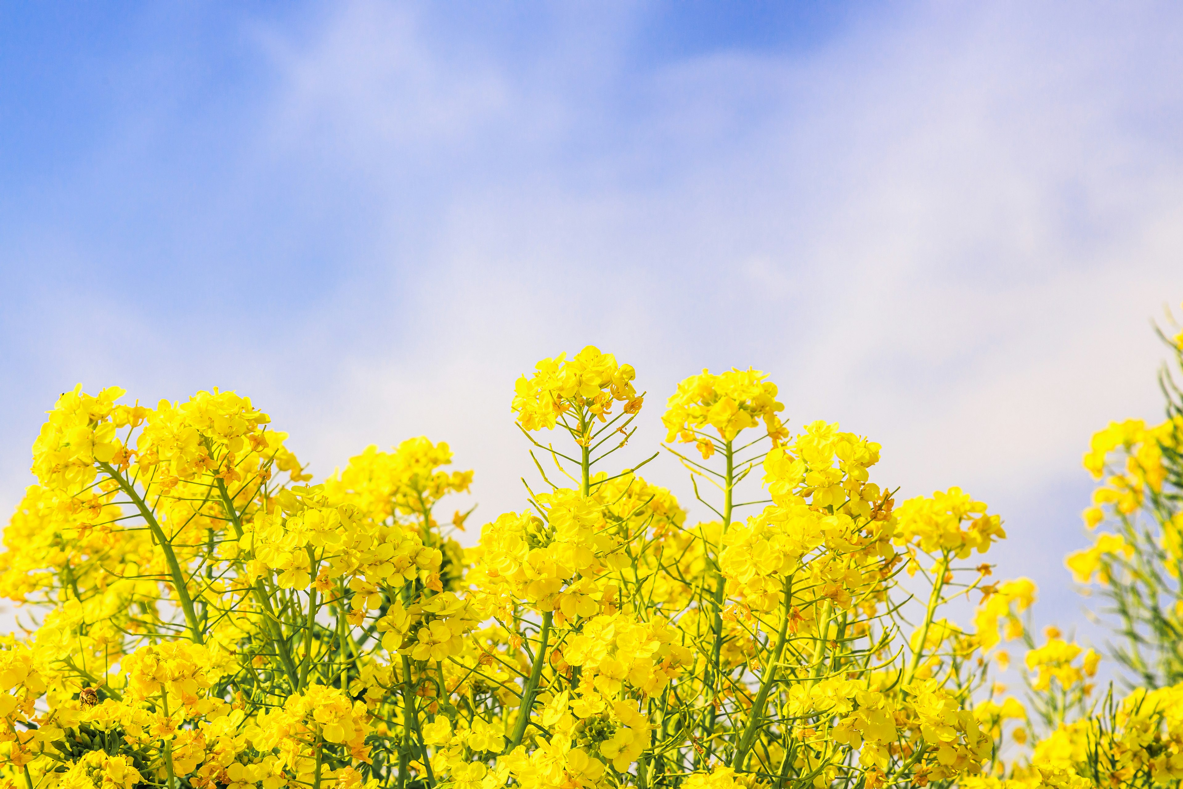 Vibrant yellow flowers blooming under a blue sky