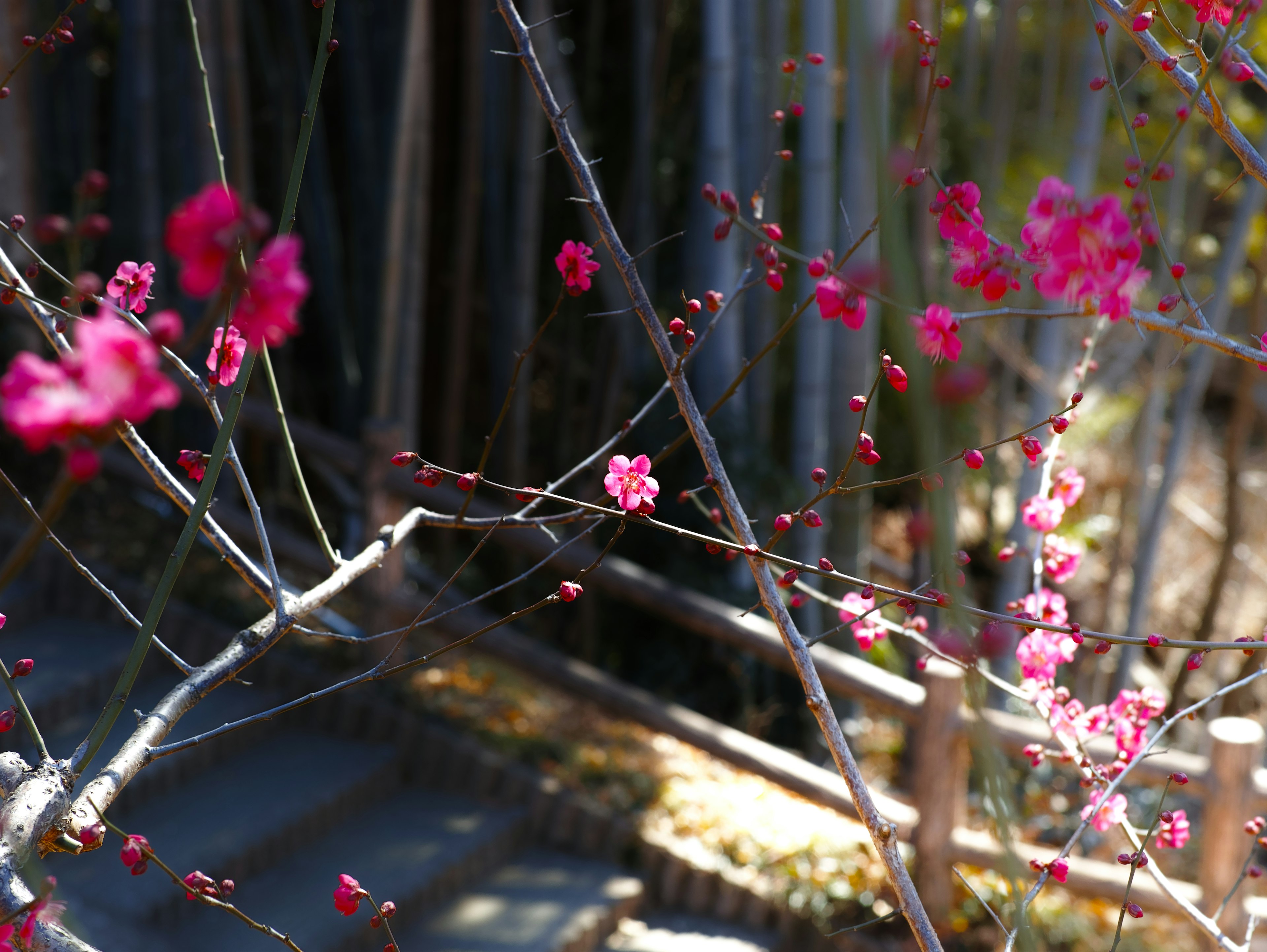 Primer plano de ramas de cerezo con flores rosas