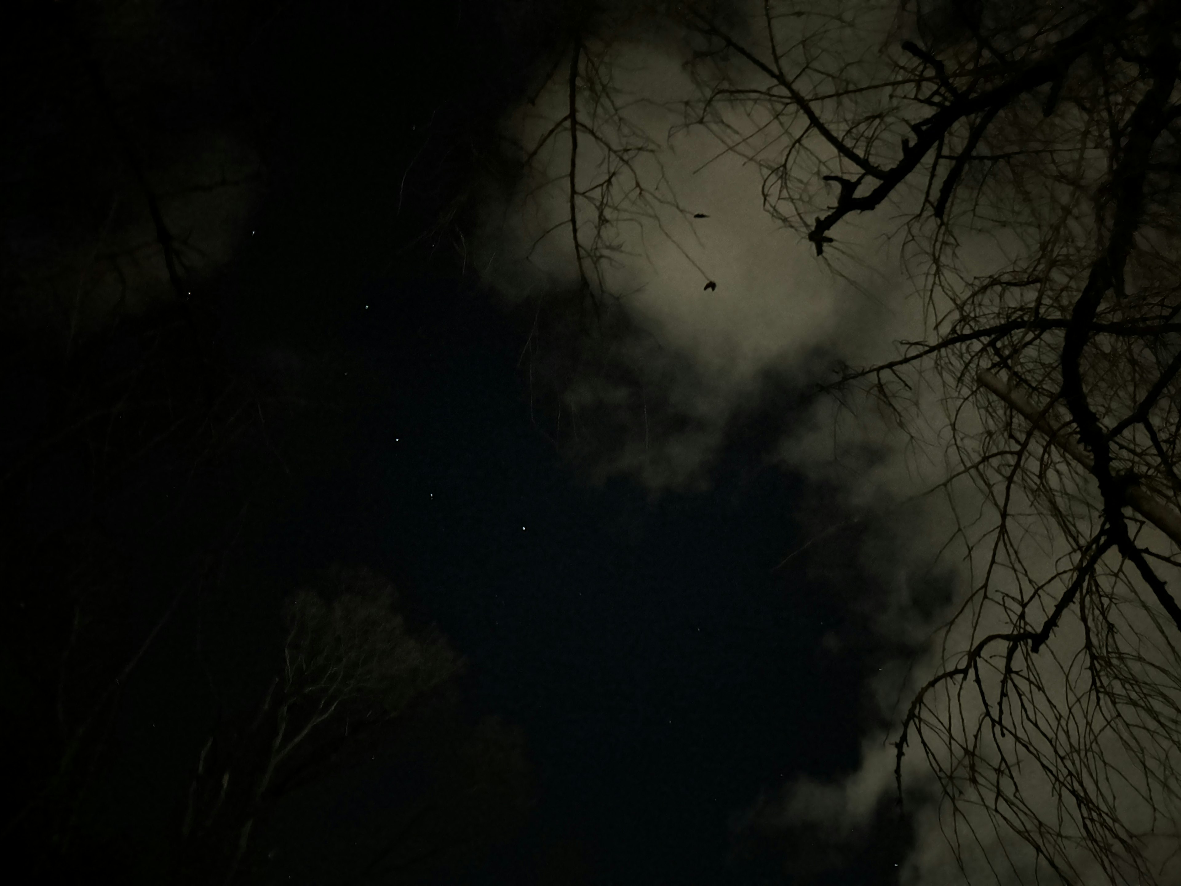 Langit malam dengan bintang dan awan terlihat di antara cabang telanjang