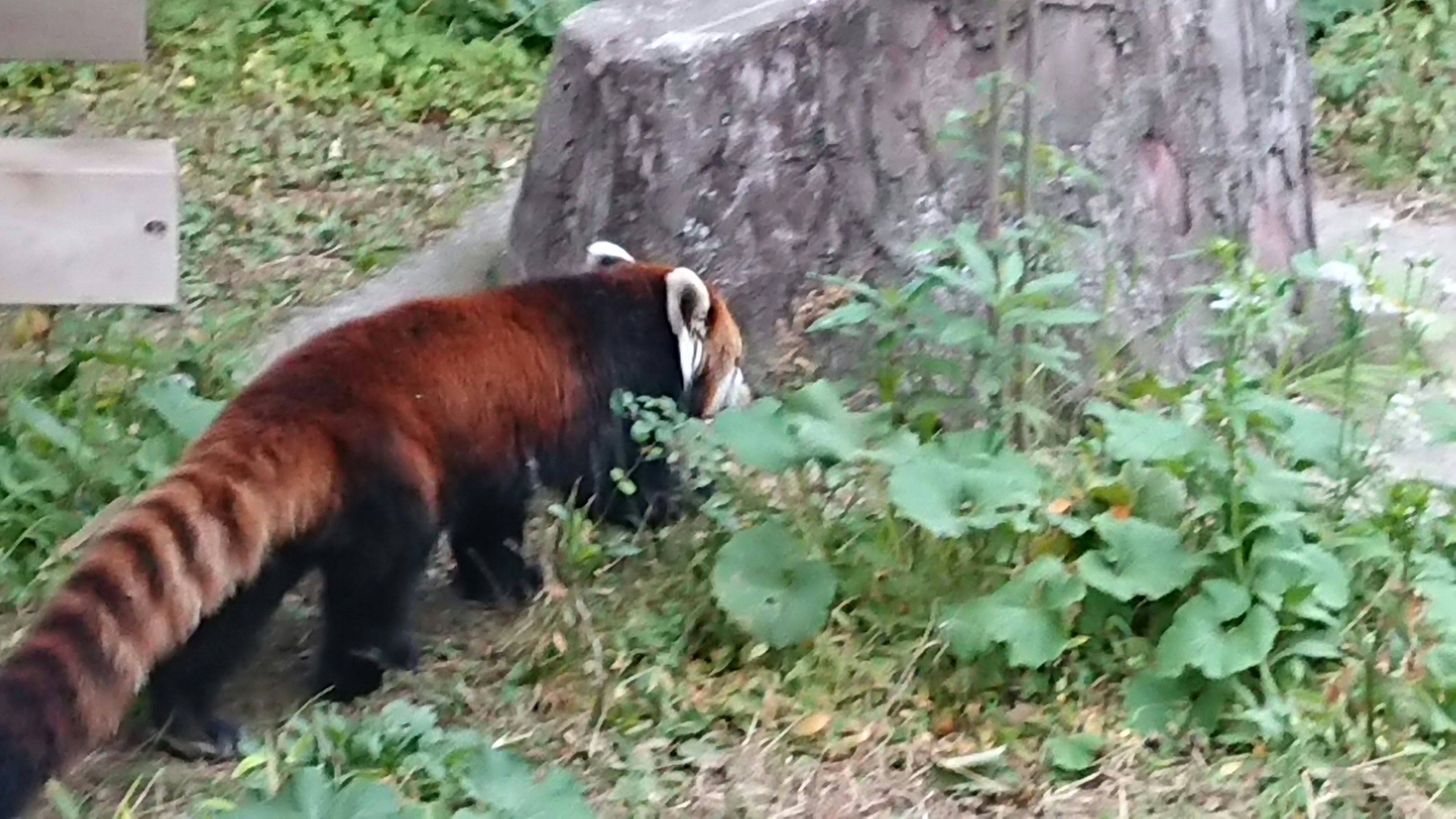 Red panda walking near a tree stump