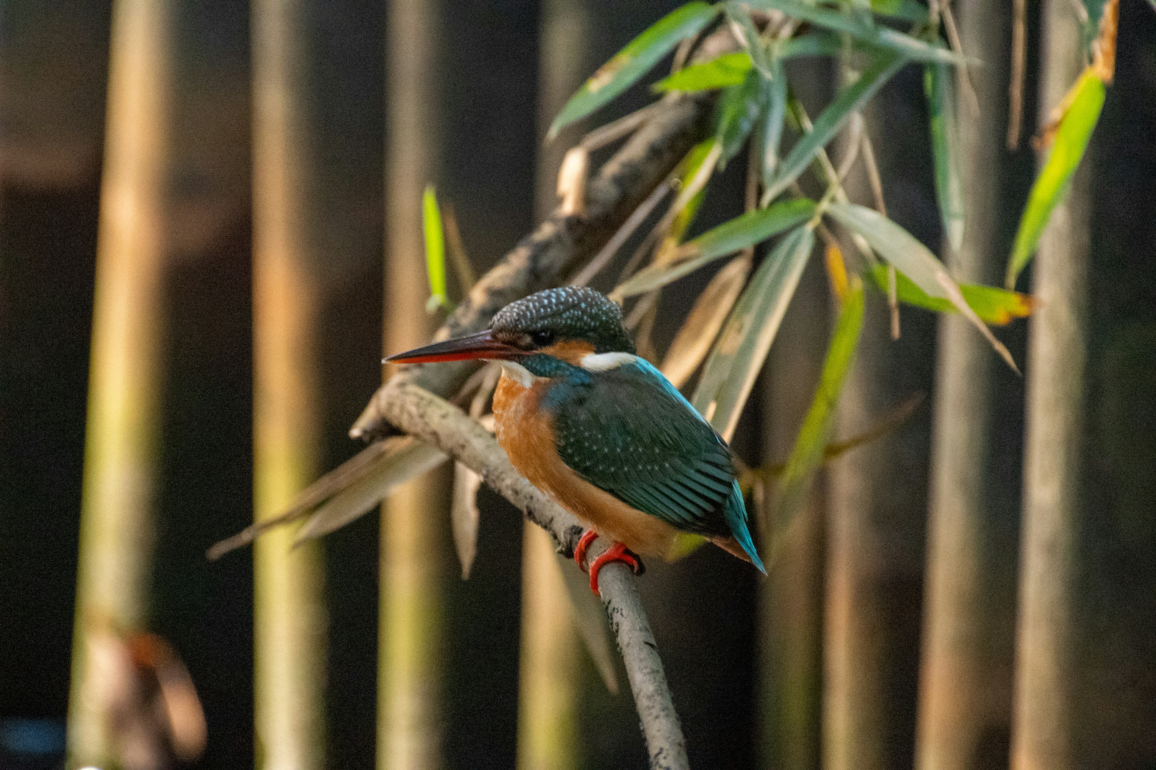 A colorful kingfisher perched among bamboo with distinctive beak