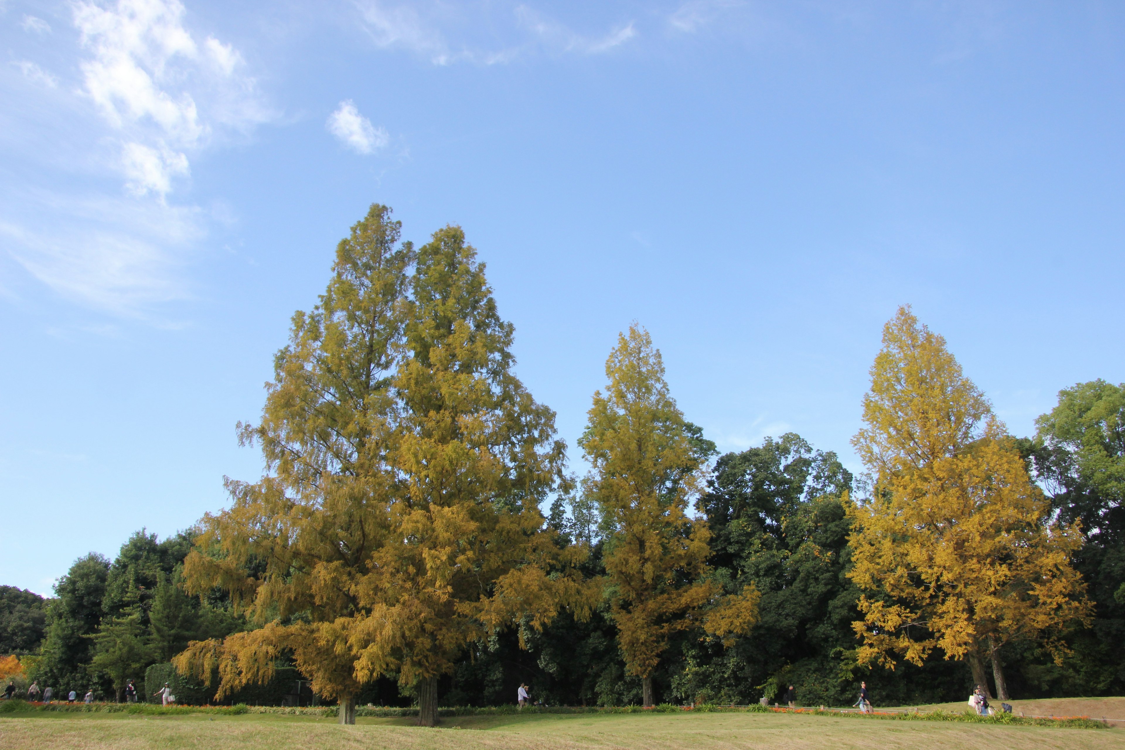 Pemandangan dengan pohon kuning tinggi di bawah langit biru