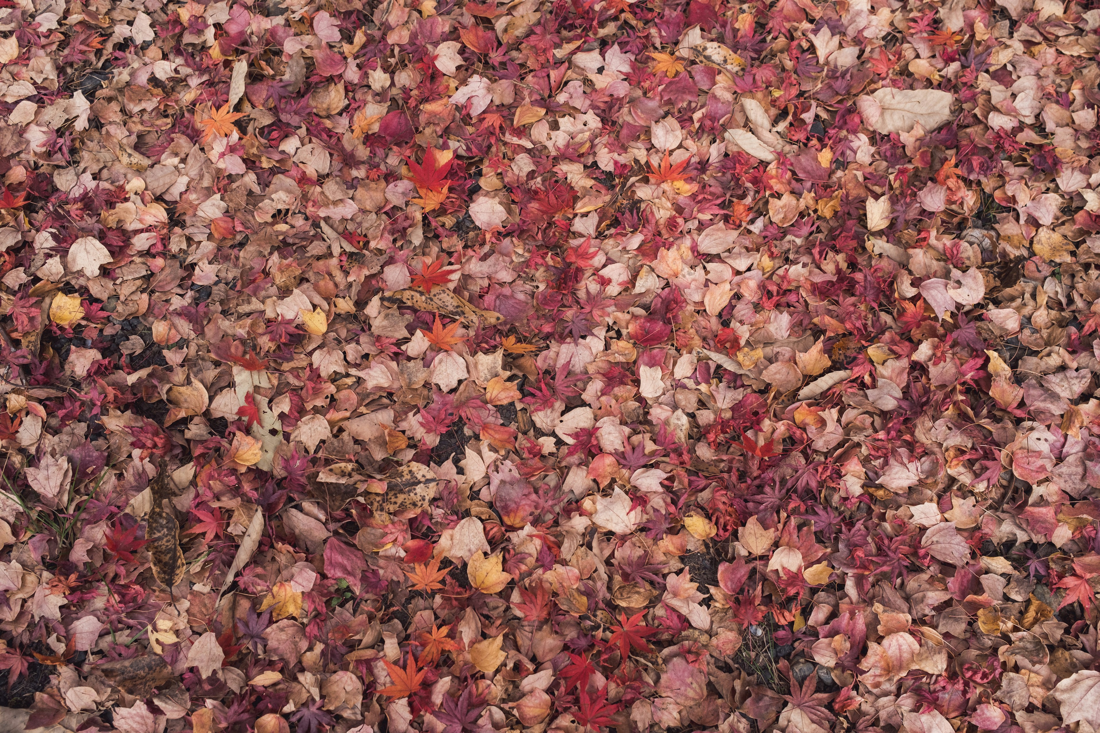 Bunte Herbstblätter bedecken den Boden