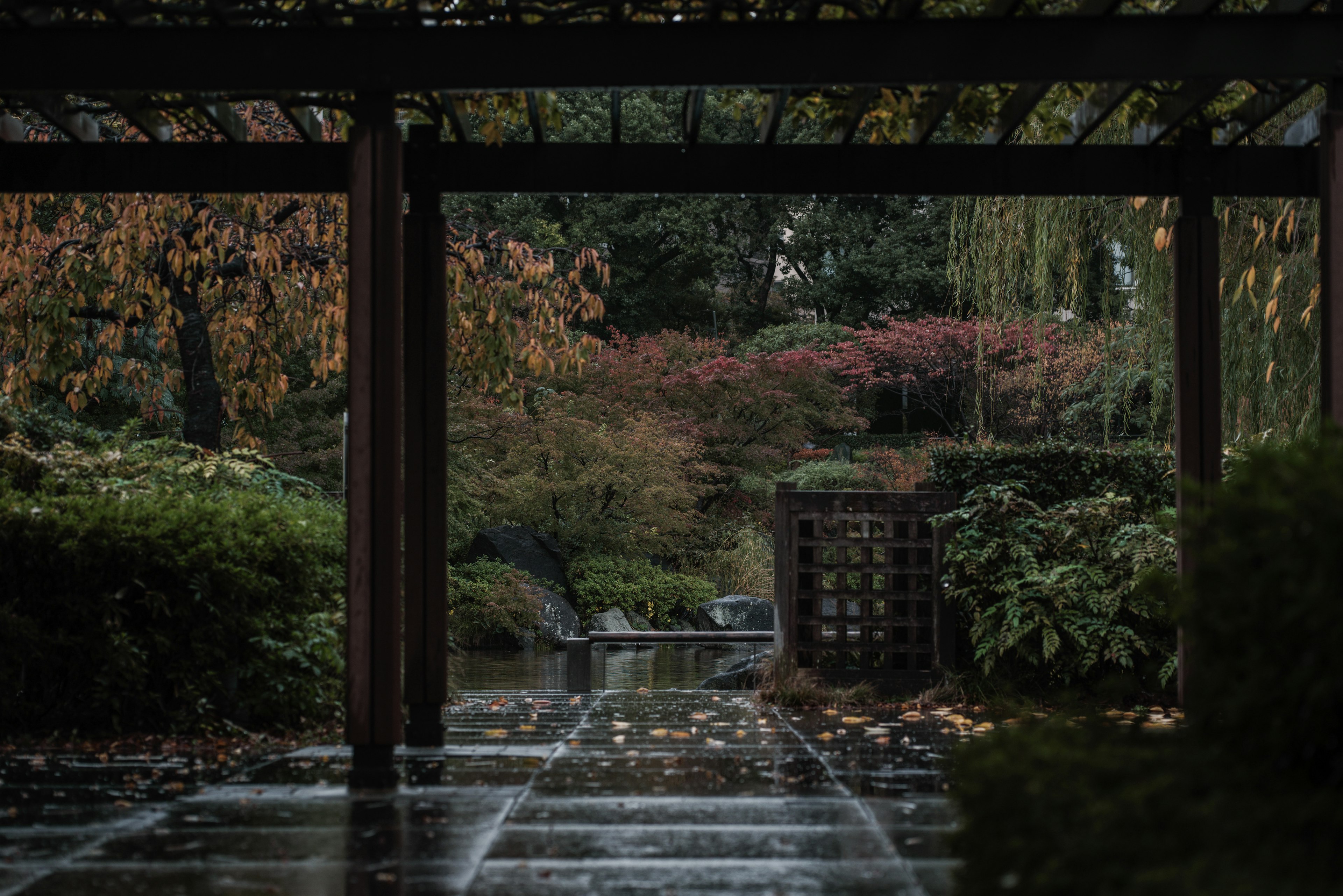 Sendero de jardín empapado por la lluvia enmarcado por una pérgola de madera