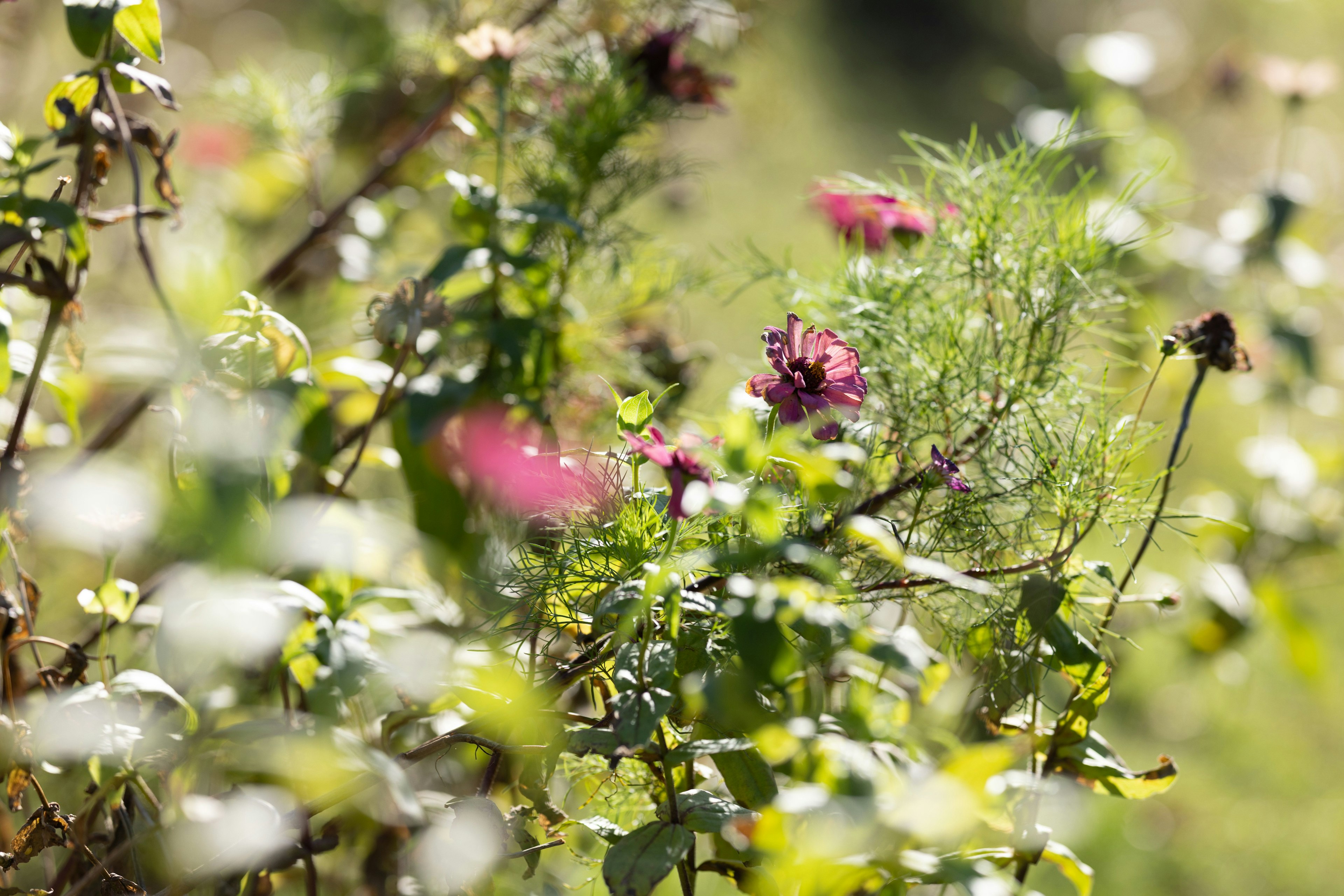 Bunte Blumen blühen zwischen üppigen grünen Pflanzen