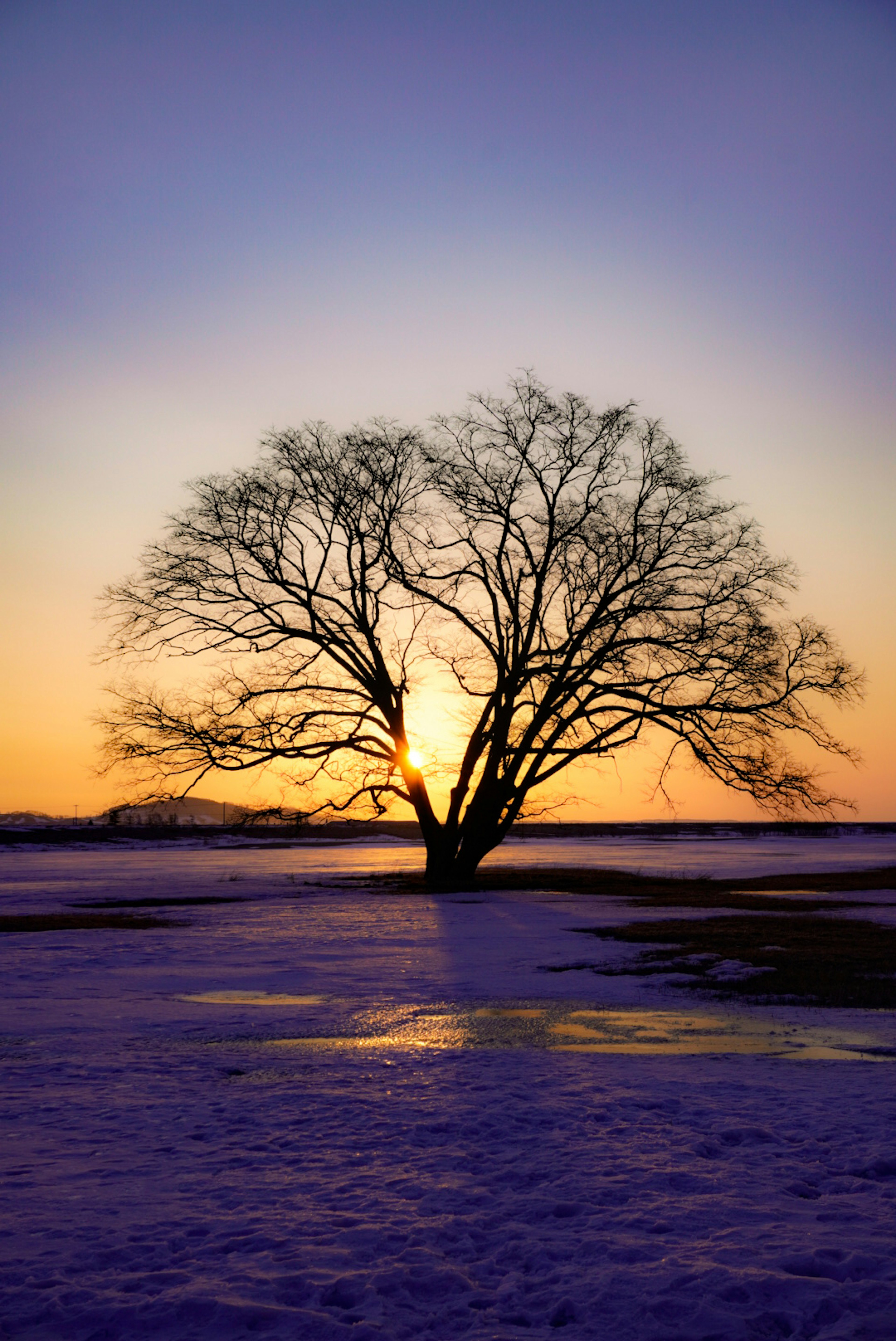 Silhouette of a tree against a sunset with snow on the ground