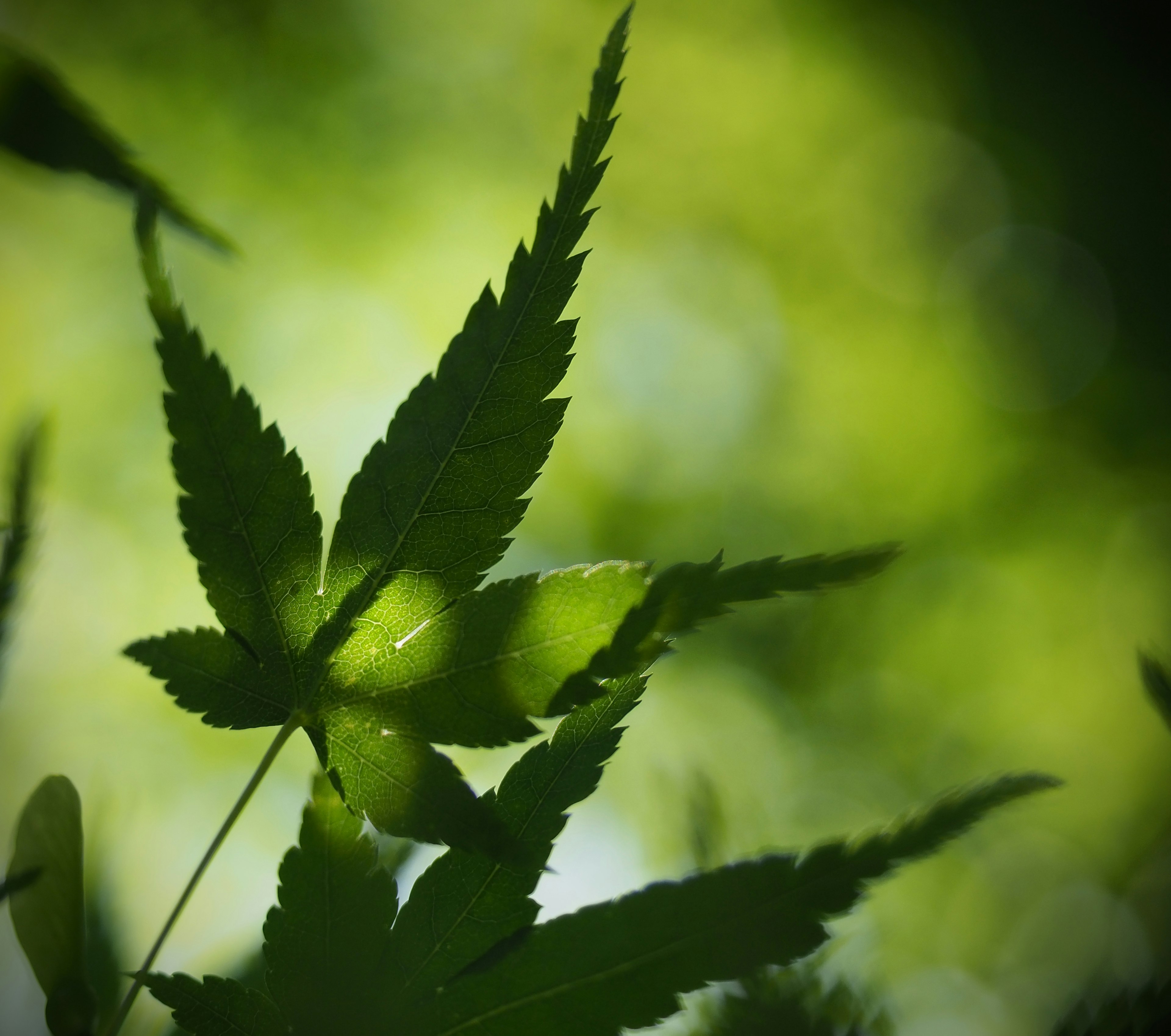 Silueta de hojas resaltadas contra un fondo verde