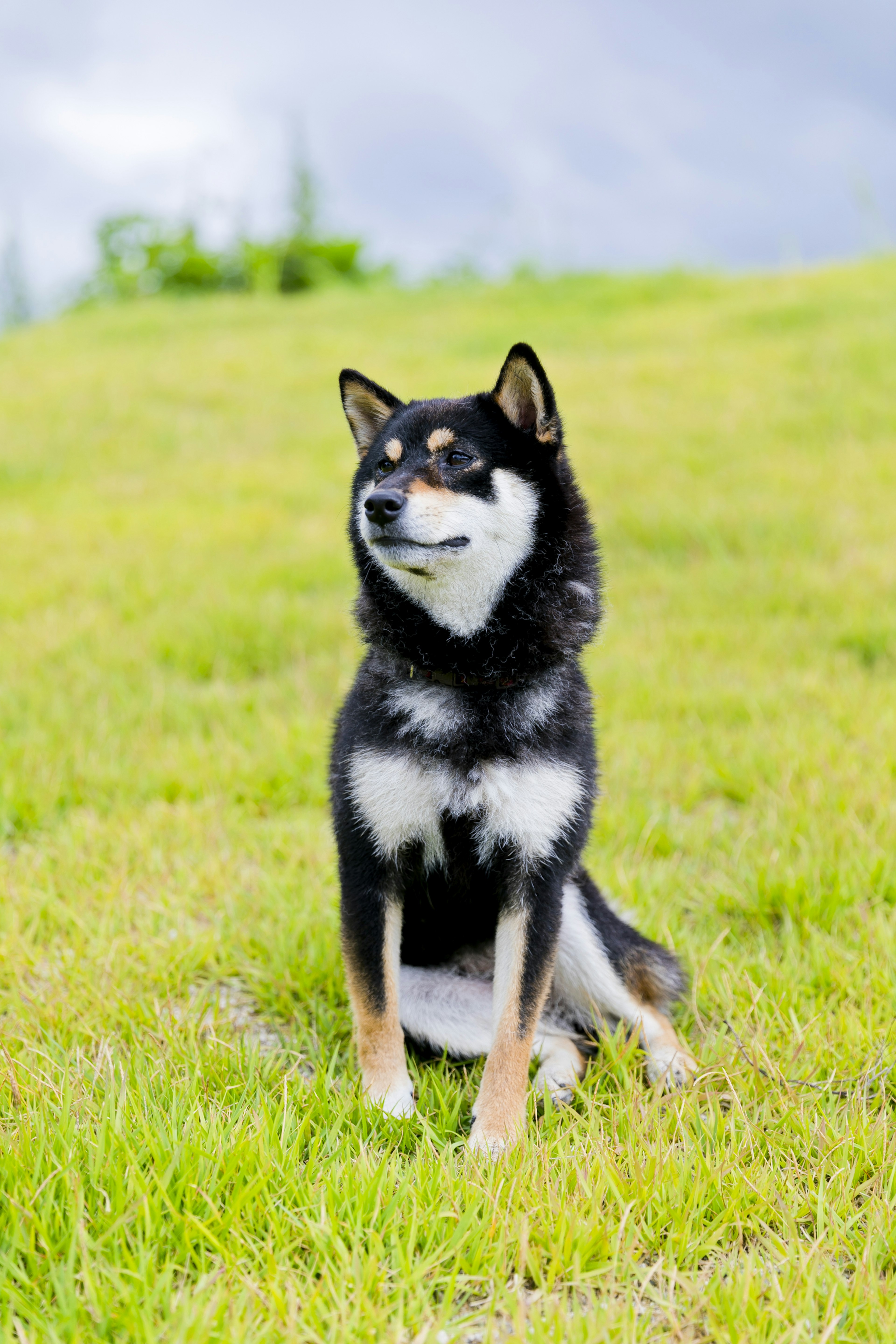 A black Shiba Inu sitting on a grassy field