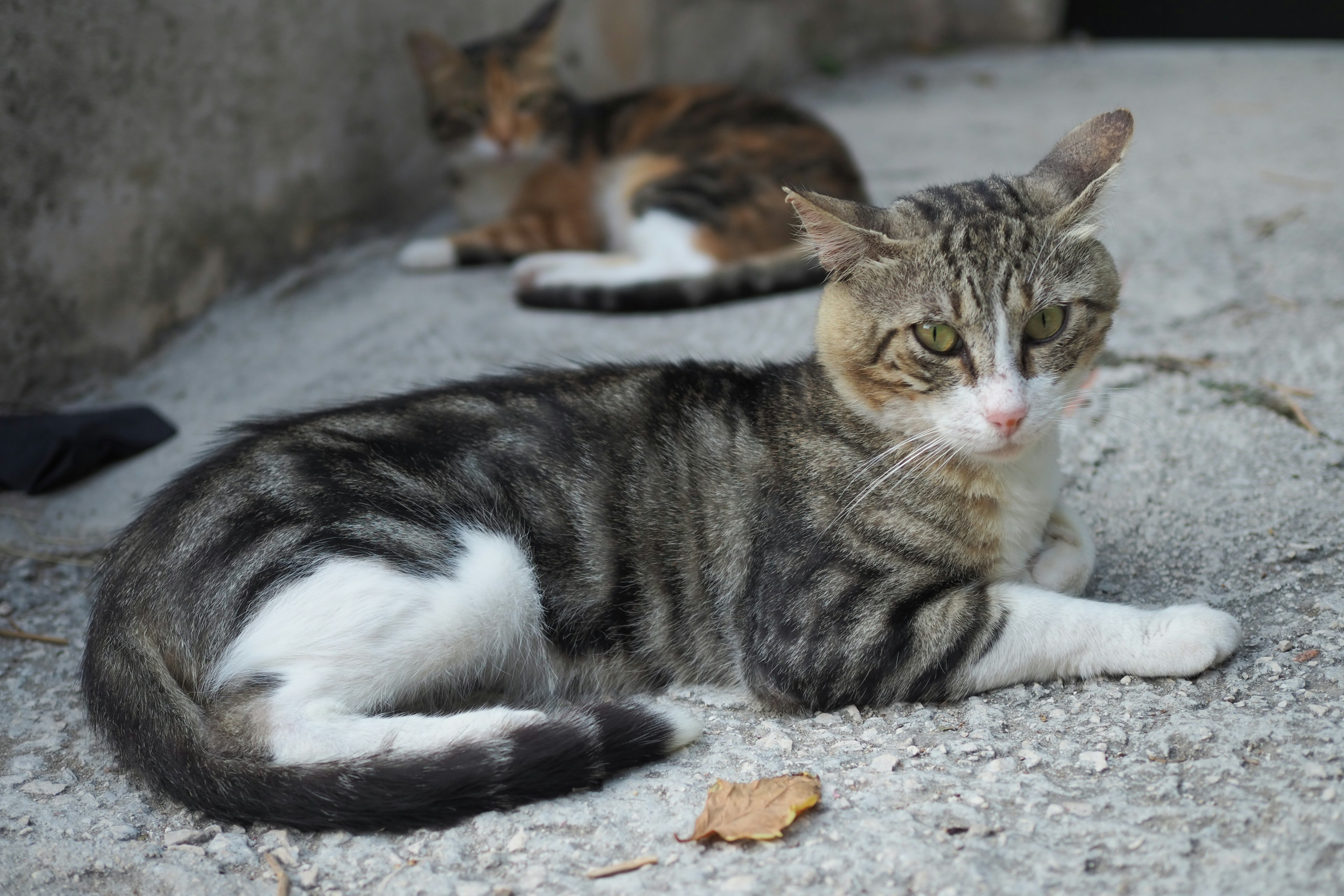 Gray and white patterned cat lying down with another cat in the background