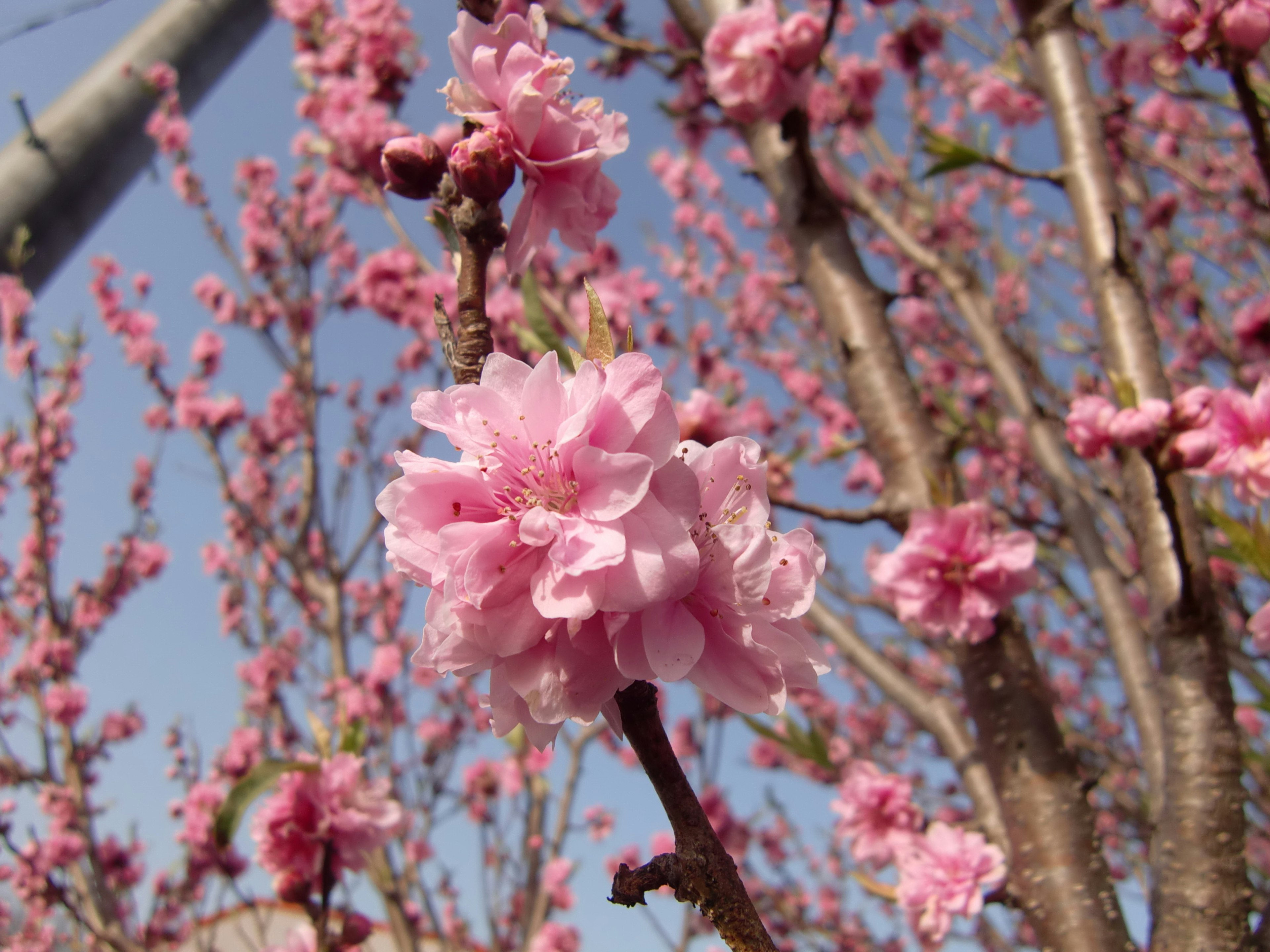 Branch of a tree with blooming light pink flowers