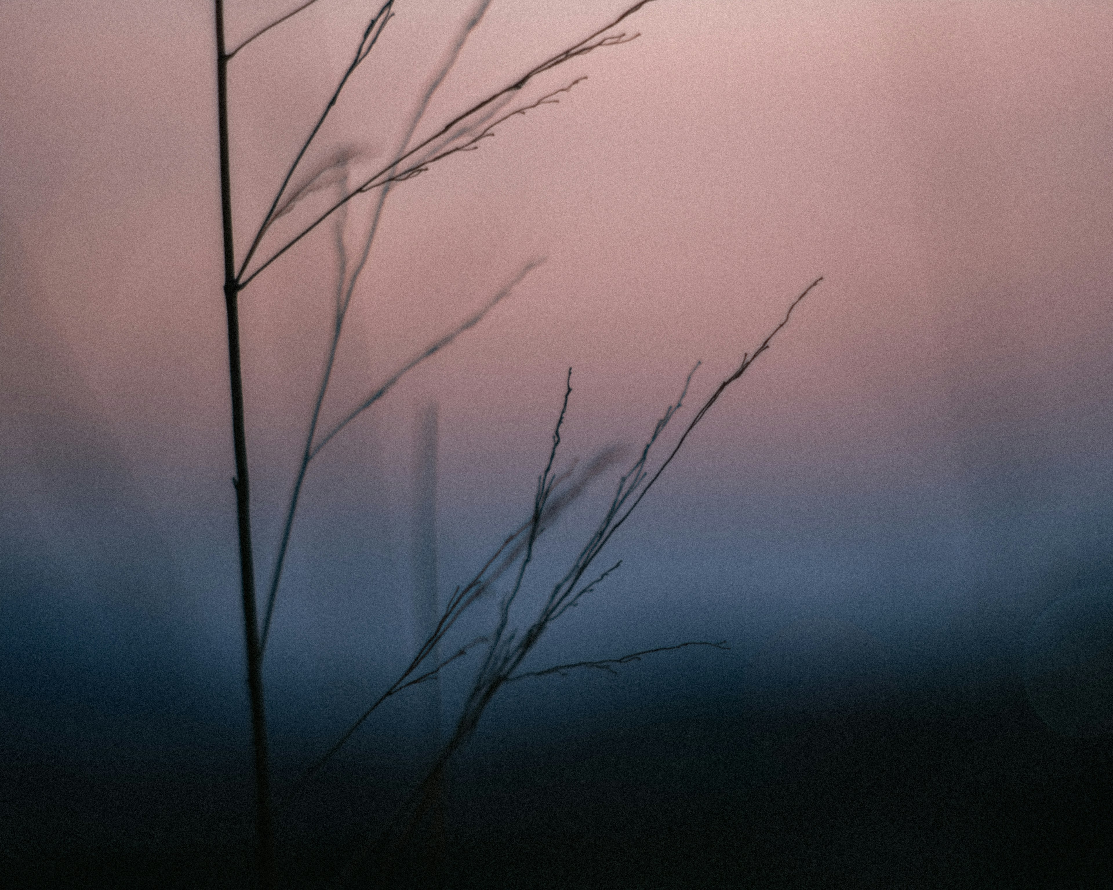 Silhouette of slender grass stalks against a soft gradient background