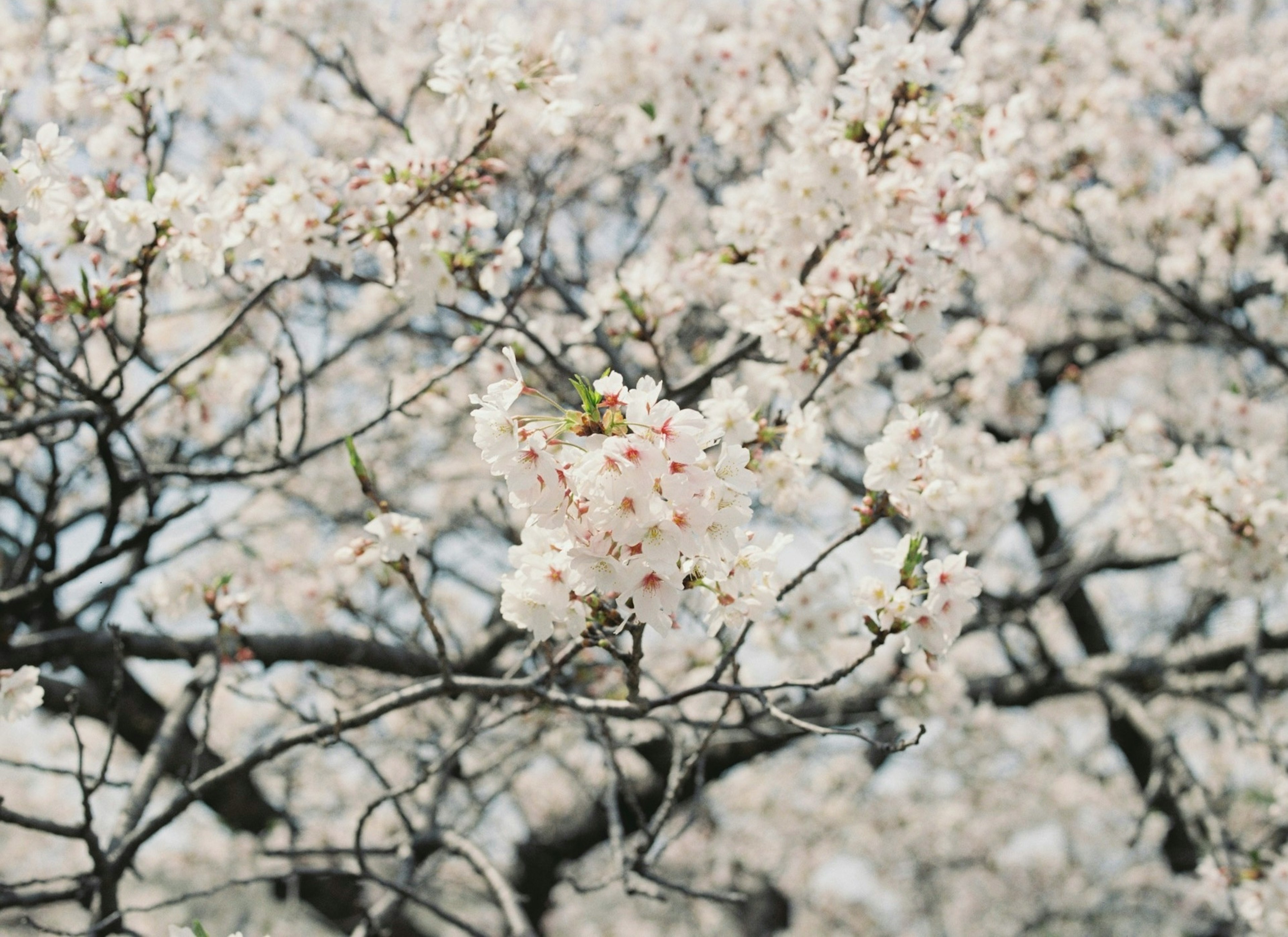 桜の花が咲いている木の枝のクローズアップ