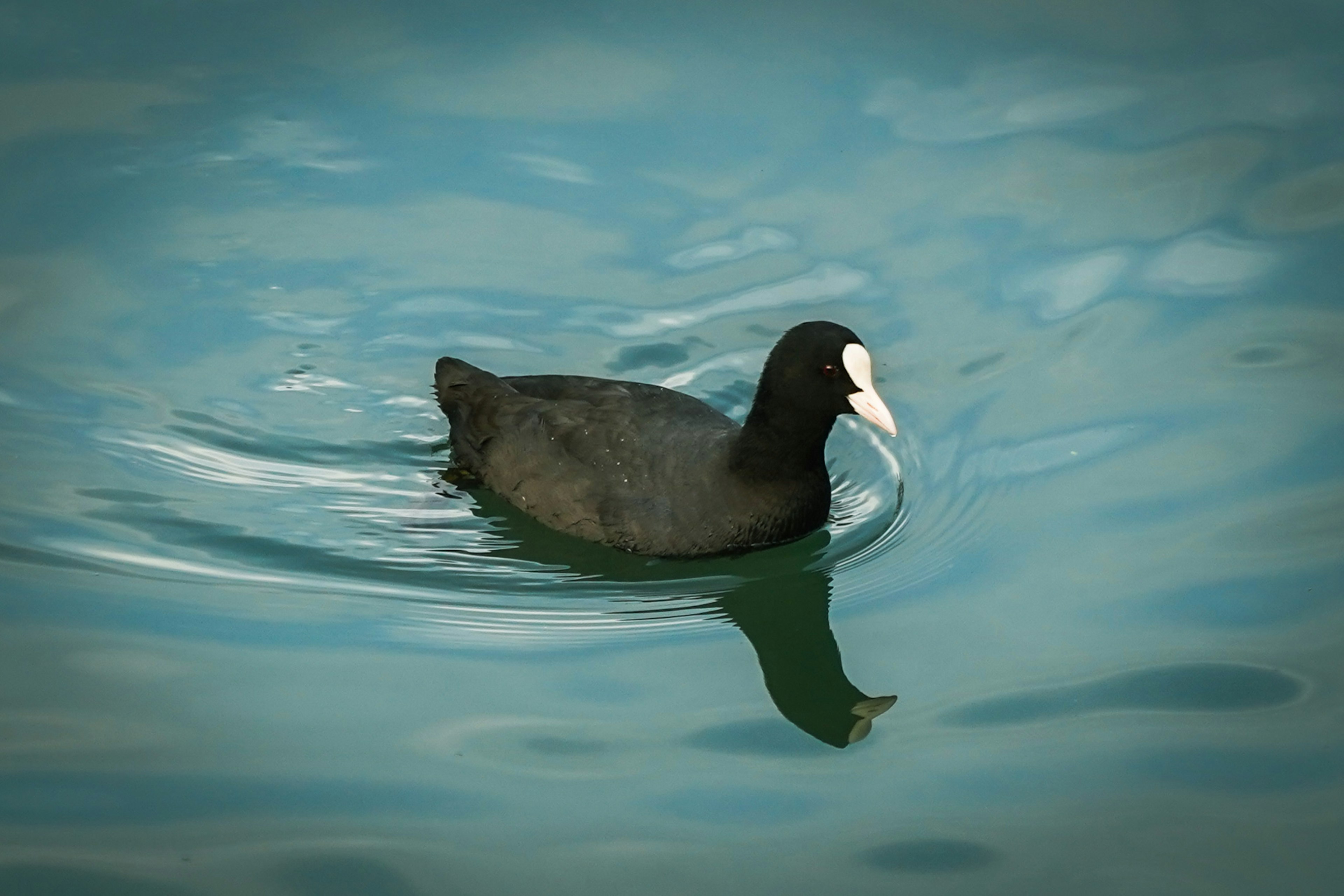 Seekor burung coot hitam berenang di permukaan air biru yang tenang