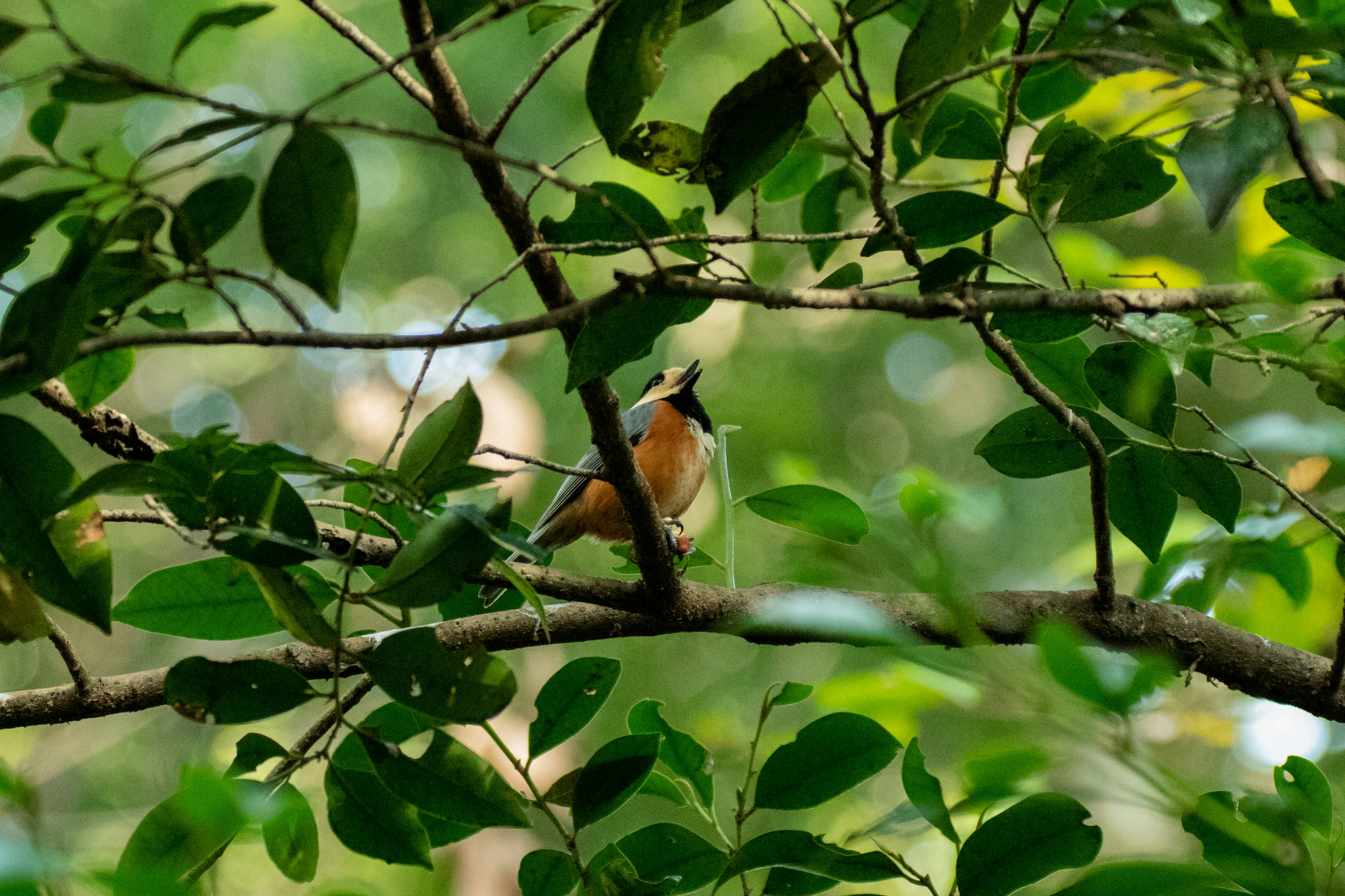 Seekor burung kecil bertengger di dahan dikelilingi daun hijau