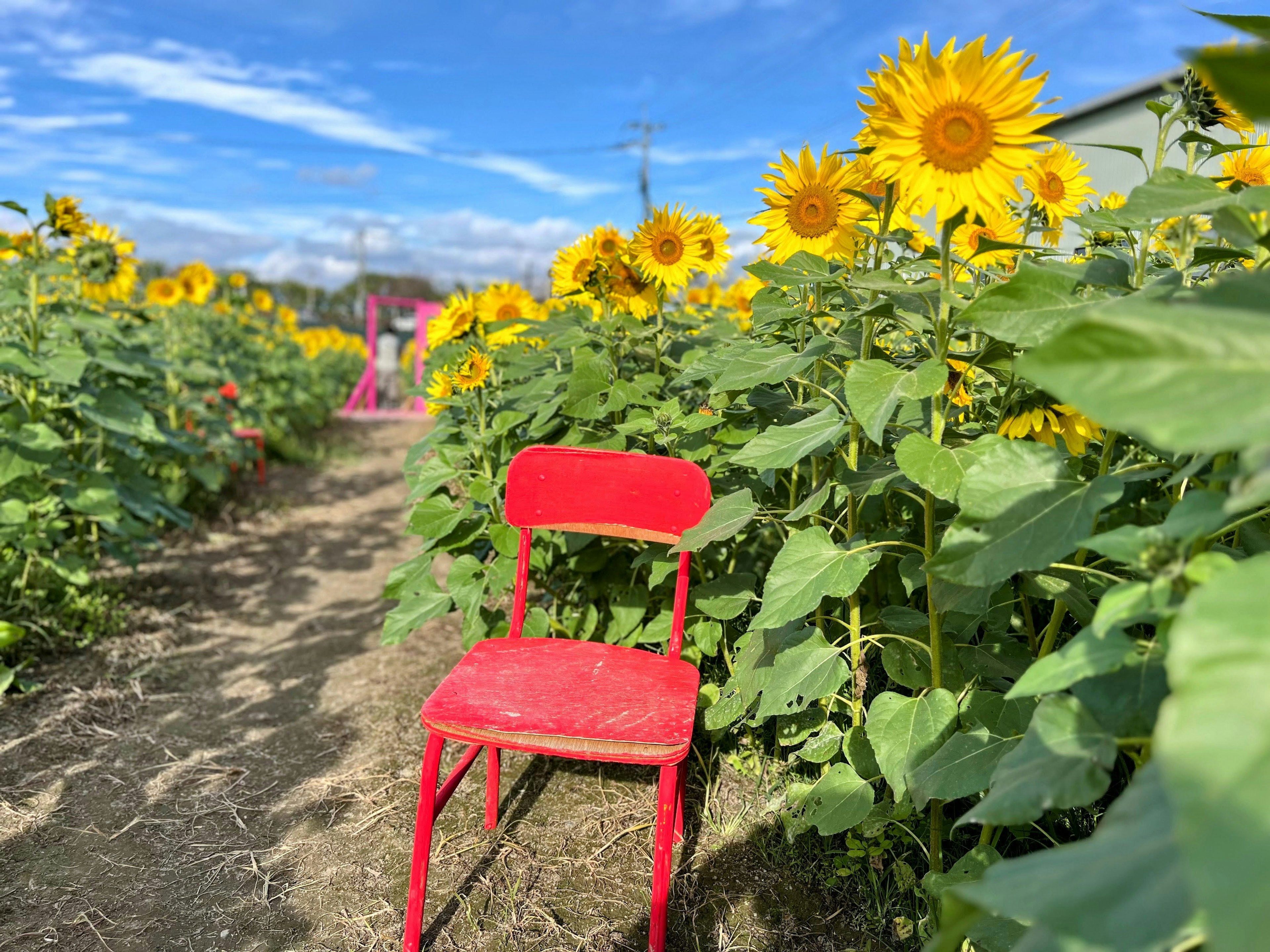 A red chair placed in a sunflower field under a blue sky