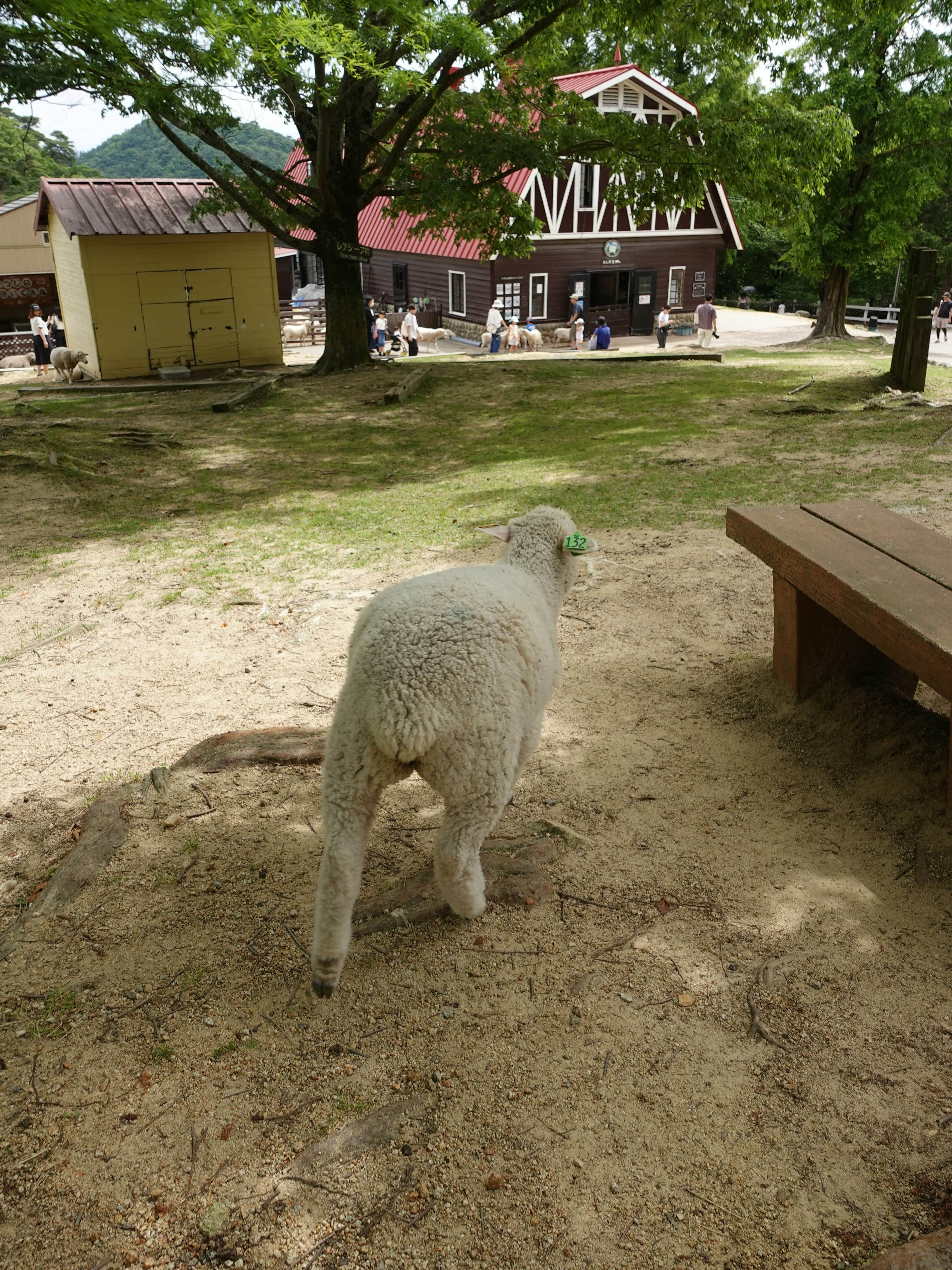 A white sheep walking away with a building in the background