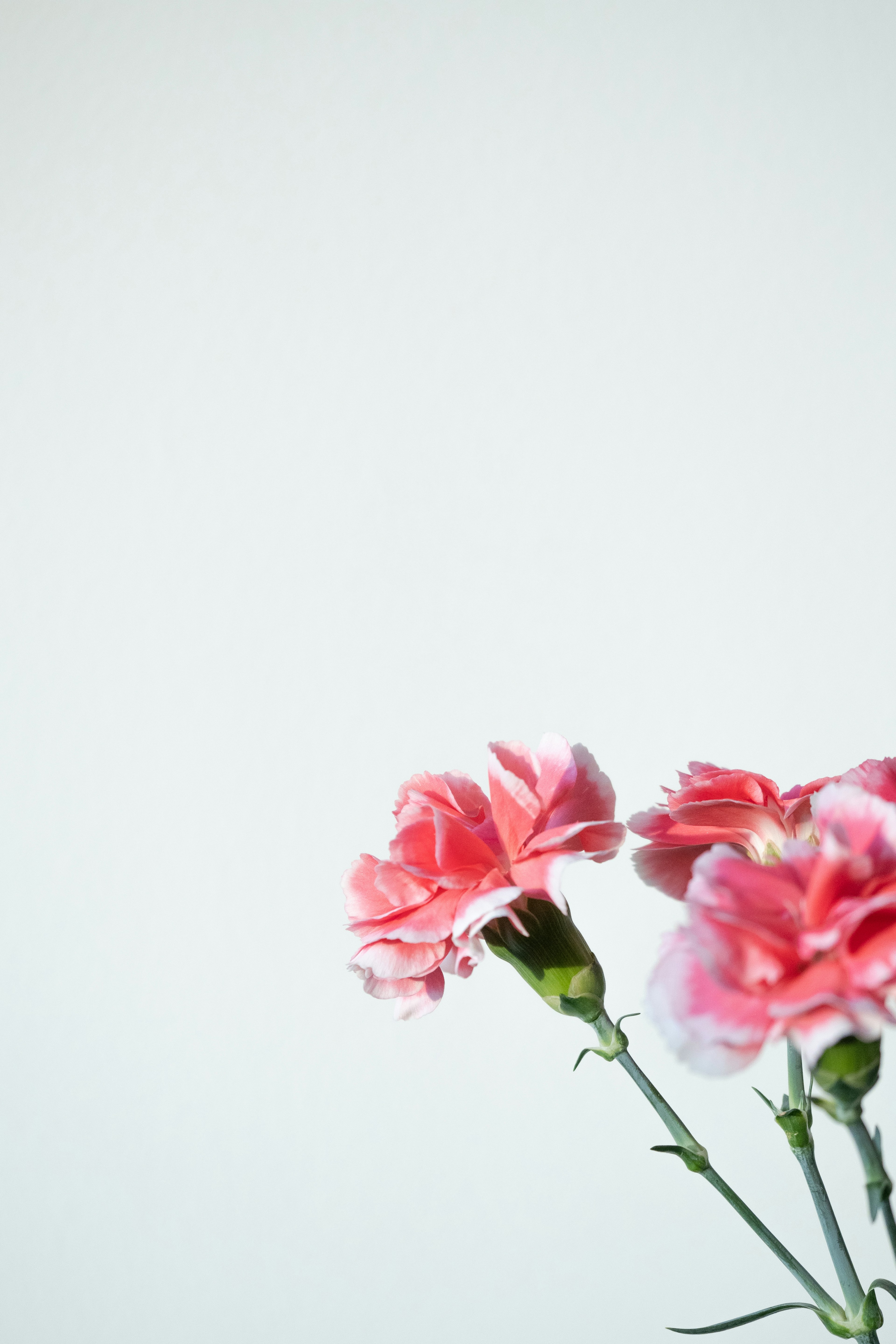 Un bouquet de œillets roses sur un fond doux