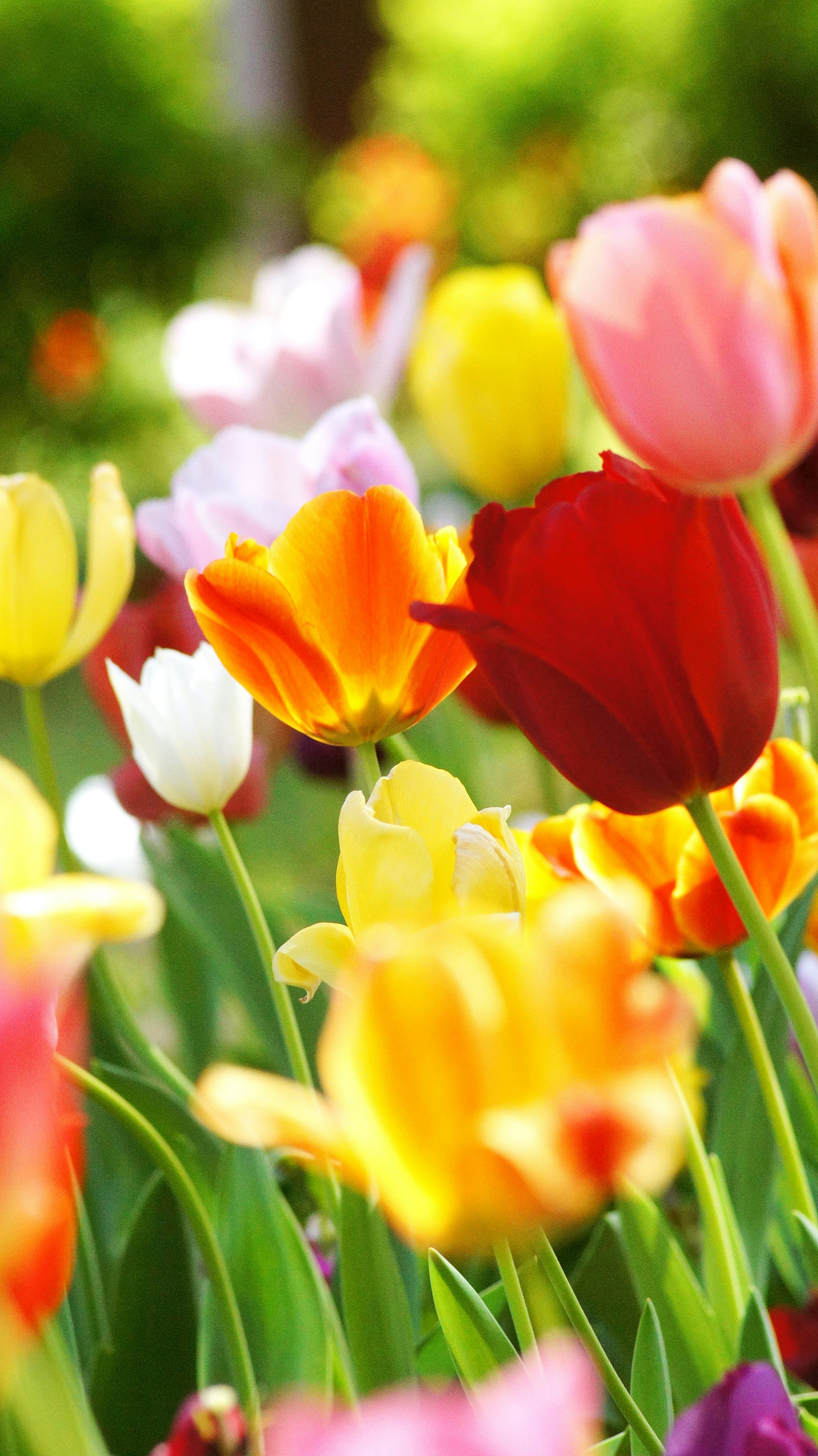 A beautiful garden scene with colorful blooming tulips