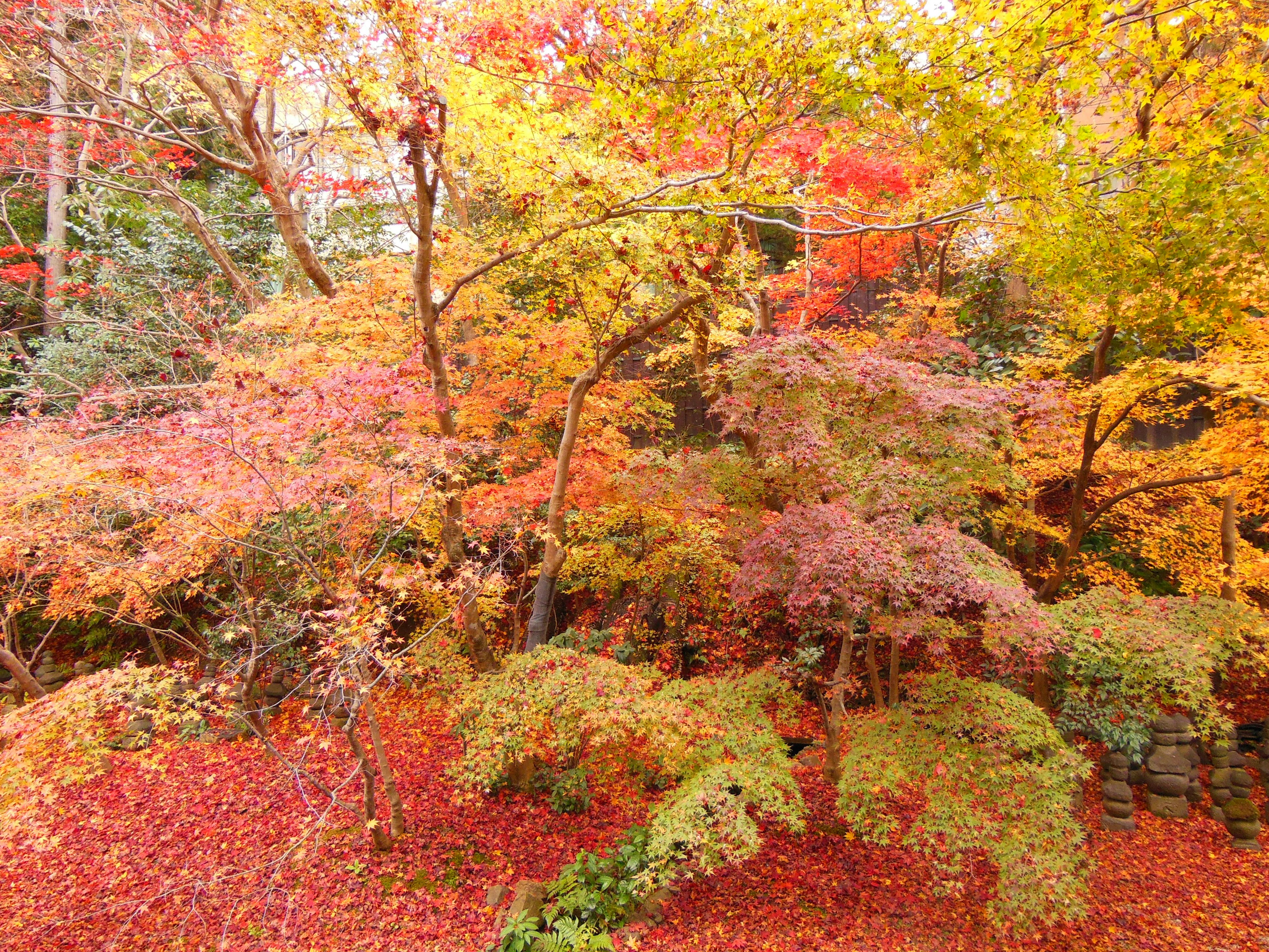 Vibrant autumn foliage with colorful leaves on trees