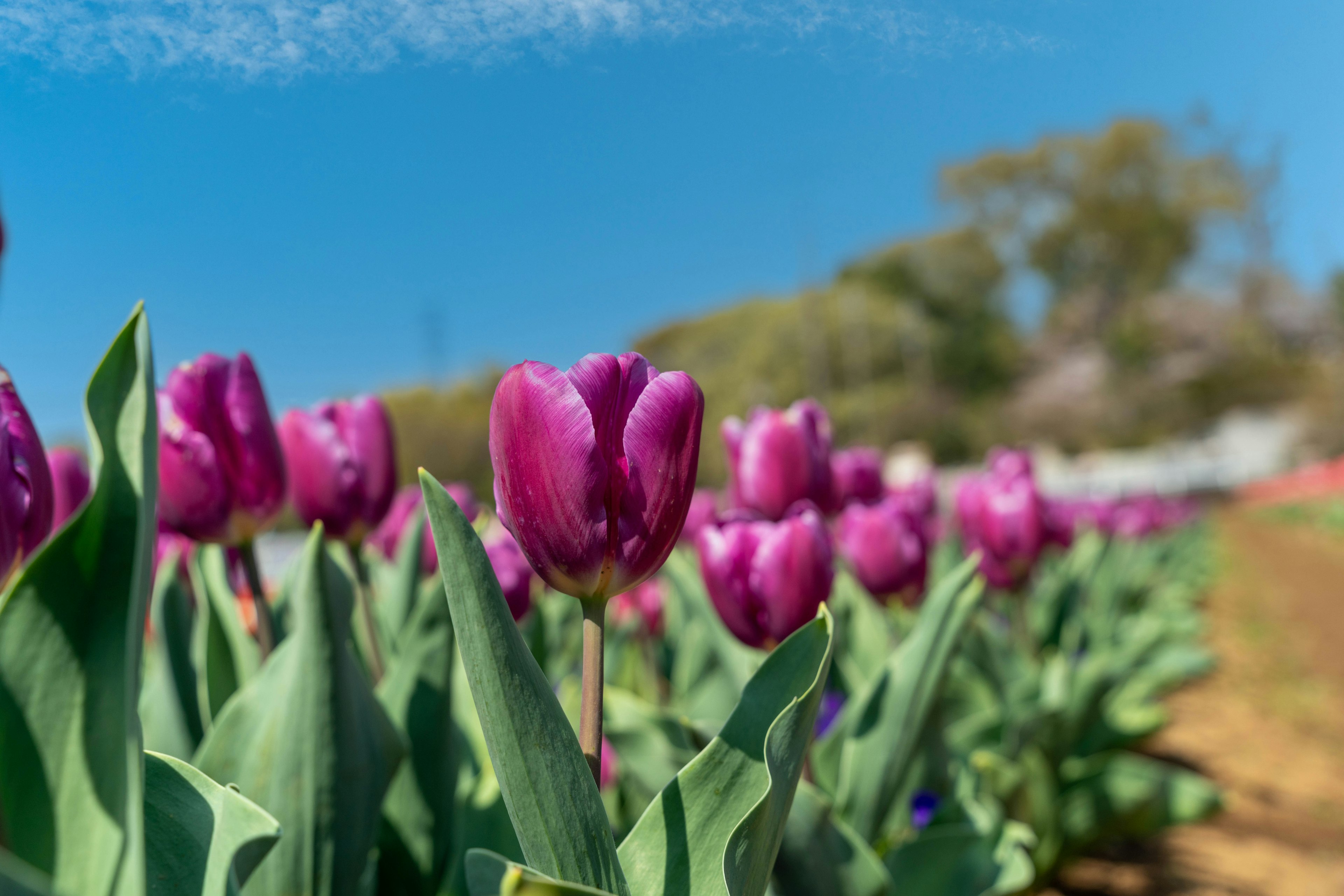 A vibrant field of purple tulips under a clear blue sky with green leaves