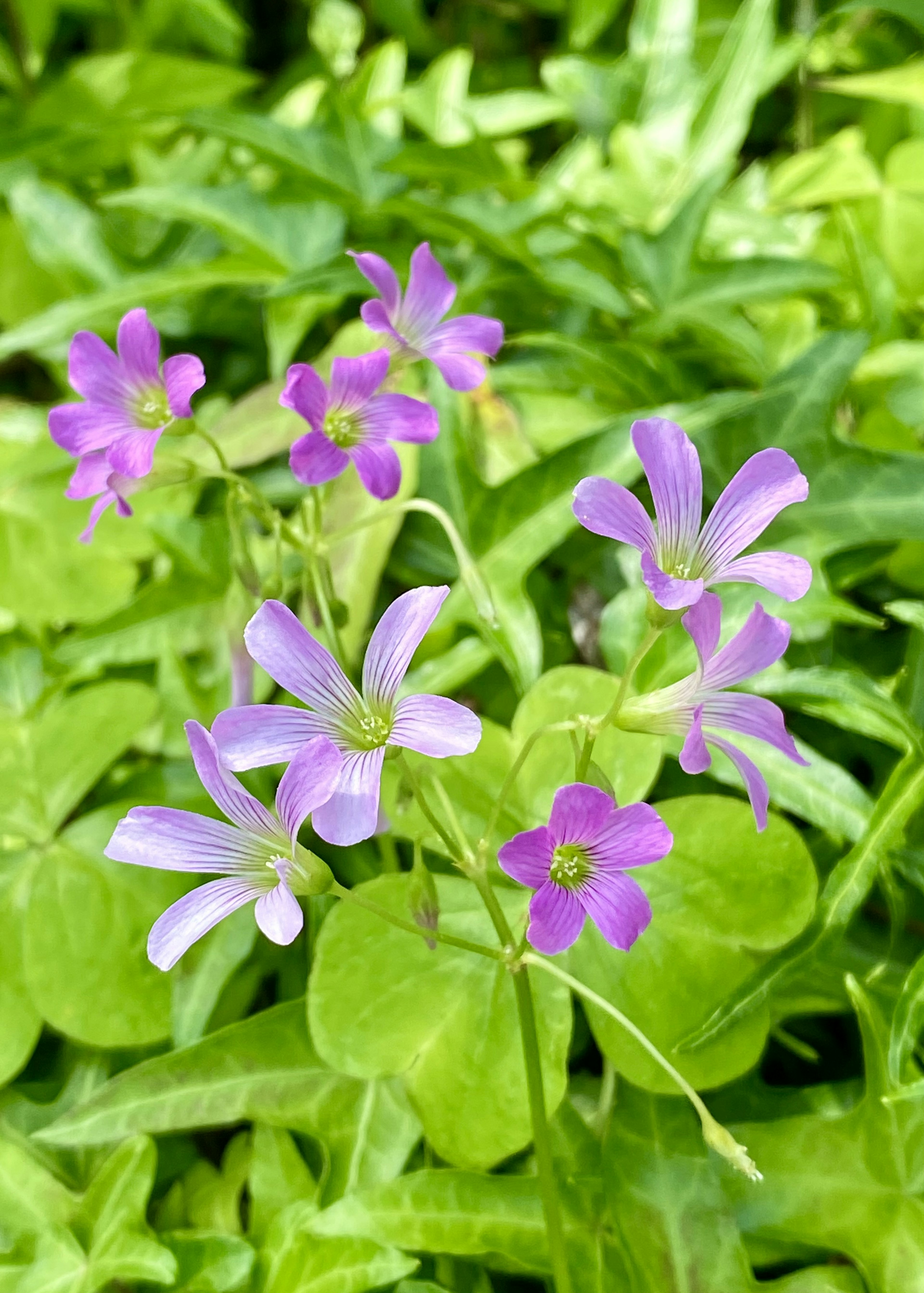 Lila Blumen blühen zwischen grünen Blättern