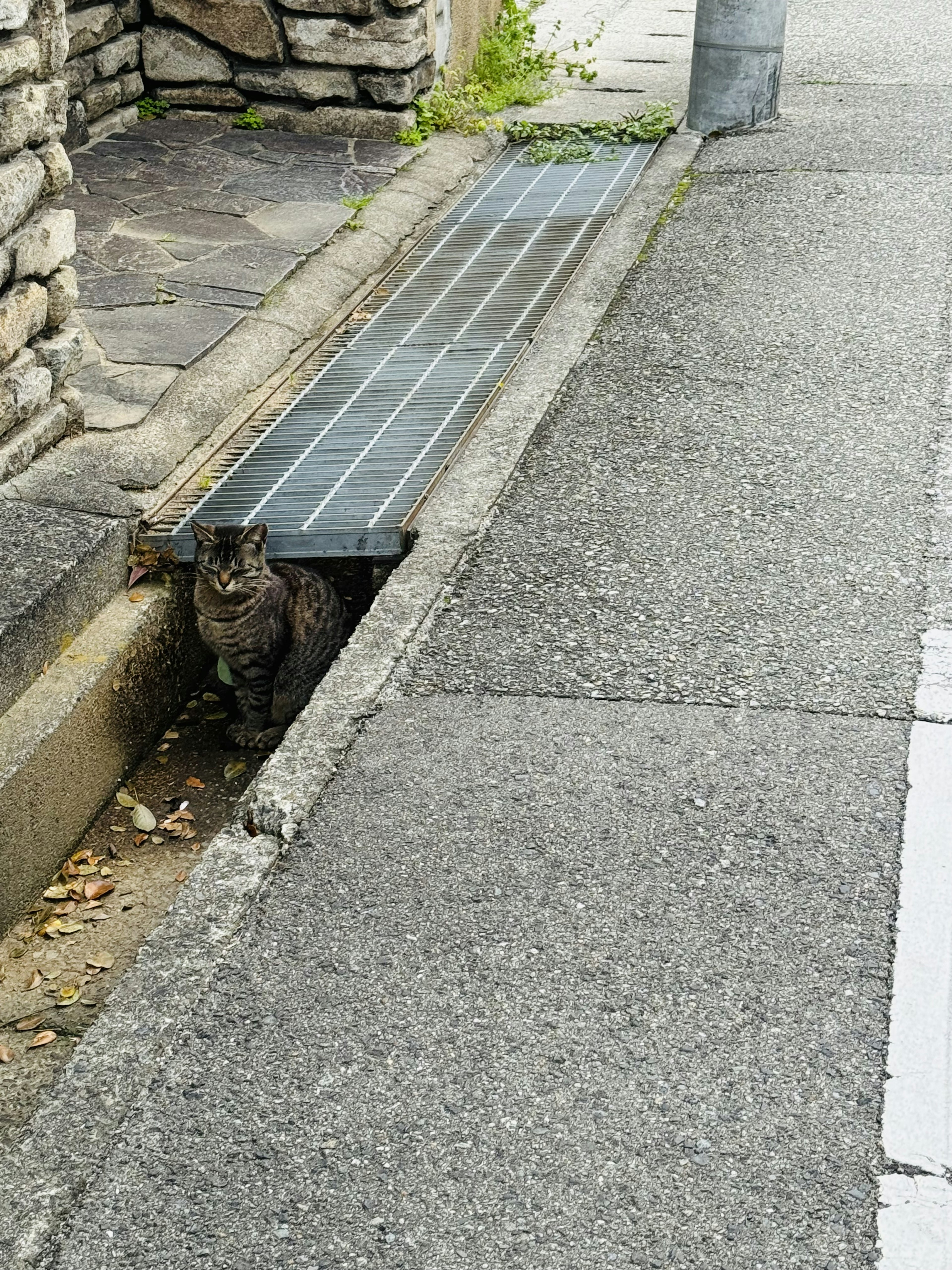 A cat hiding in a gutter near a stone wall