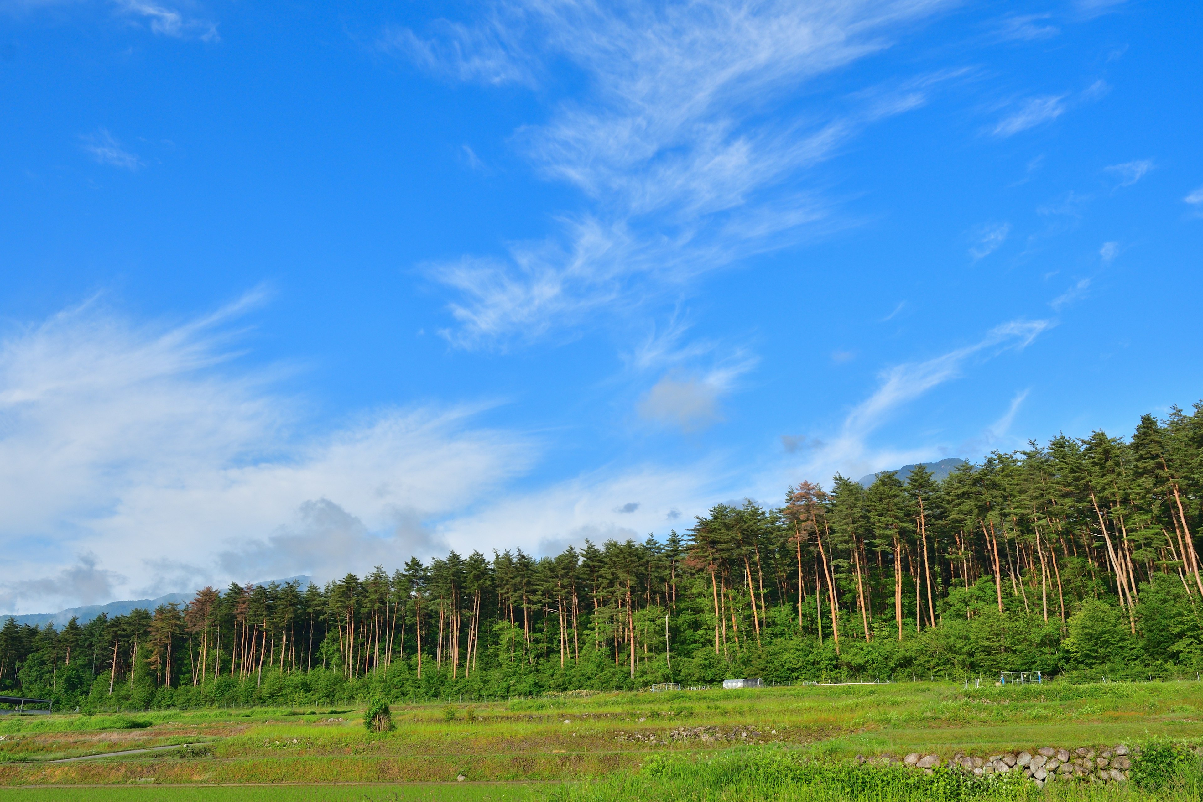 Paisaje con cielo azul y bosque verde