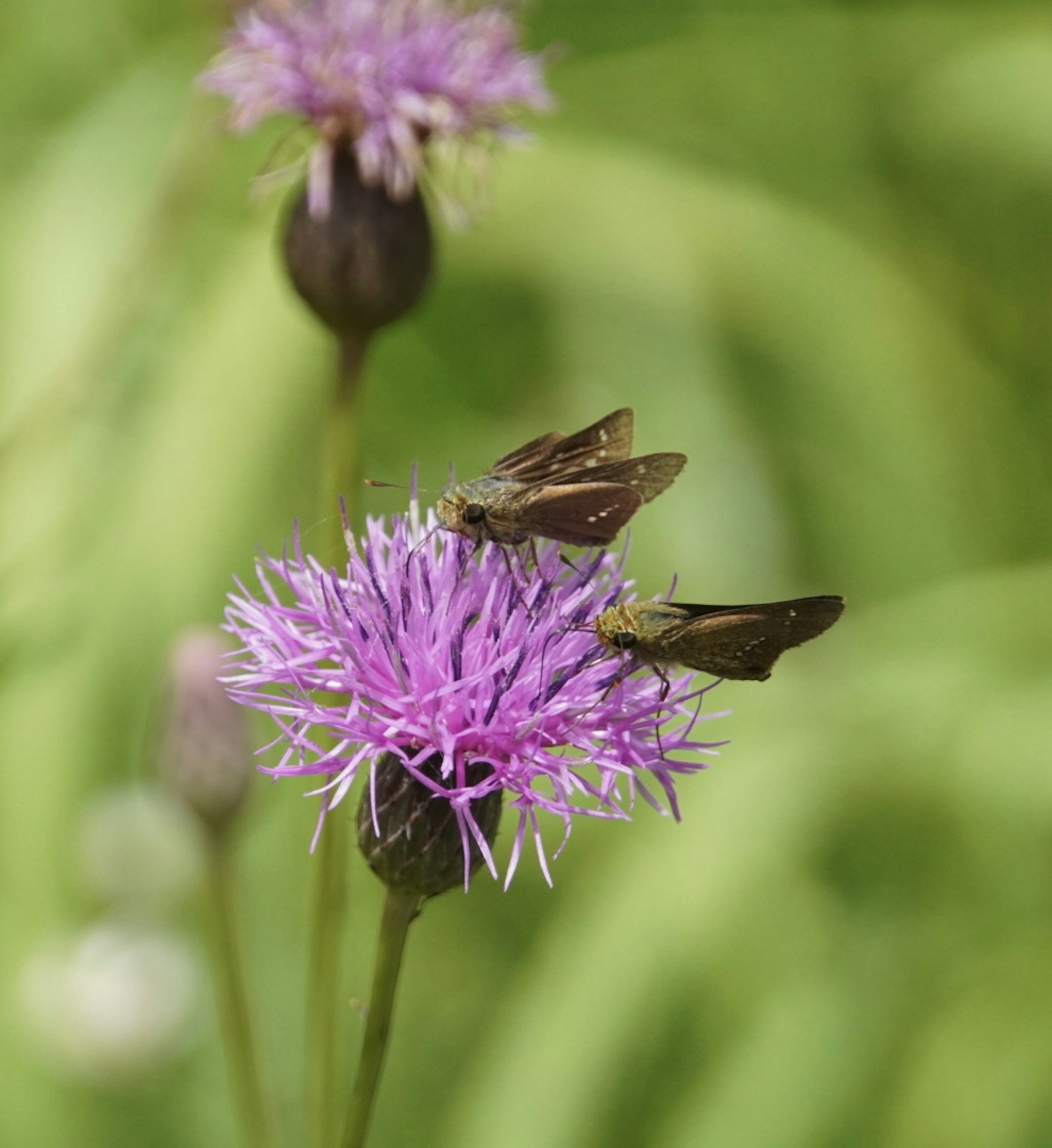 Zwei Schmetterlinge auf einer lila Blume mit grünem Hintergrund