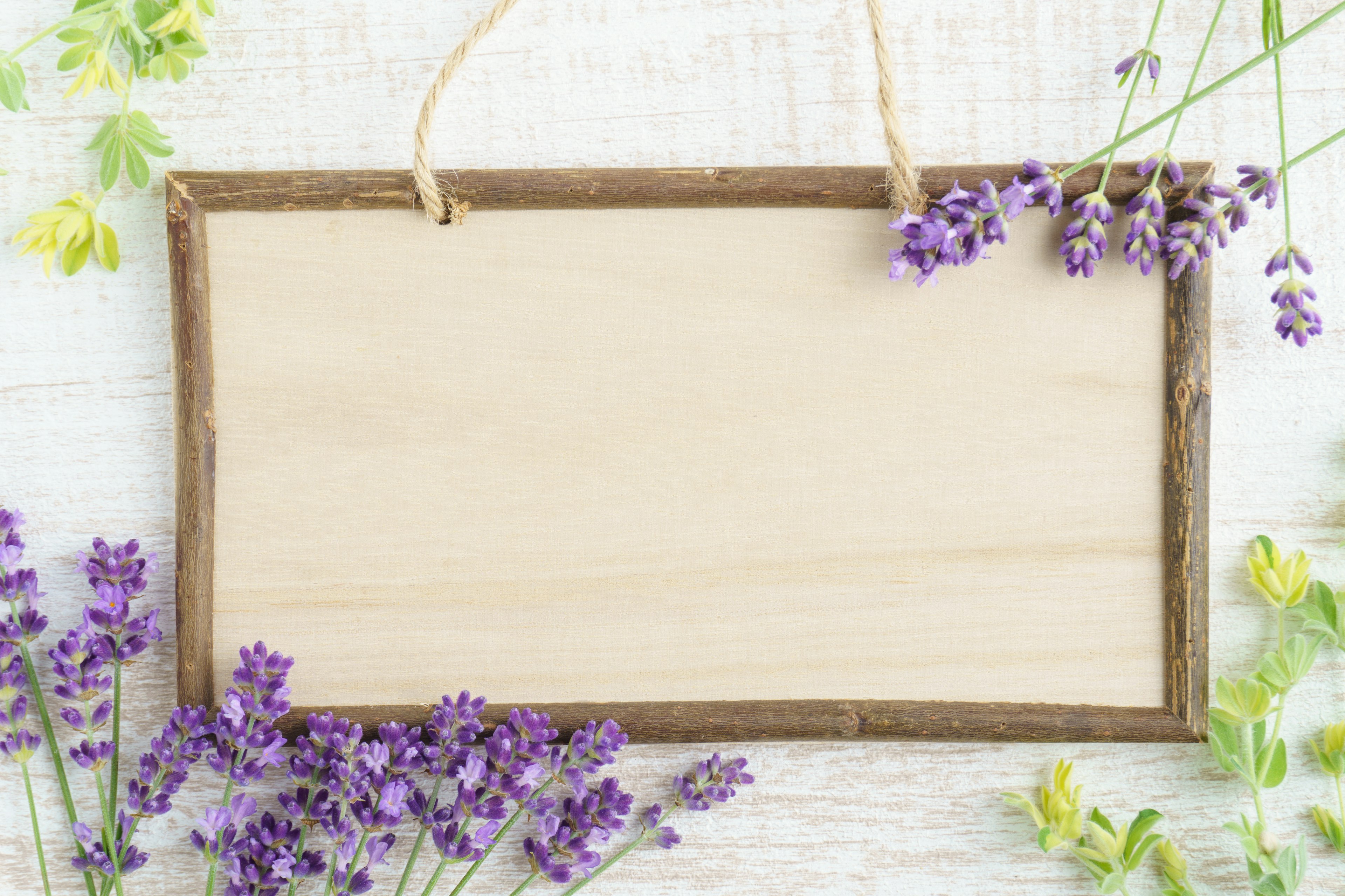 Cartello di legno vuoto circondato da fiori di lavanda