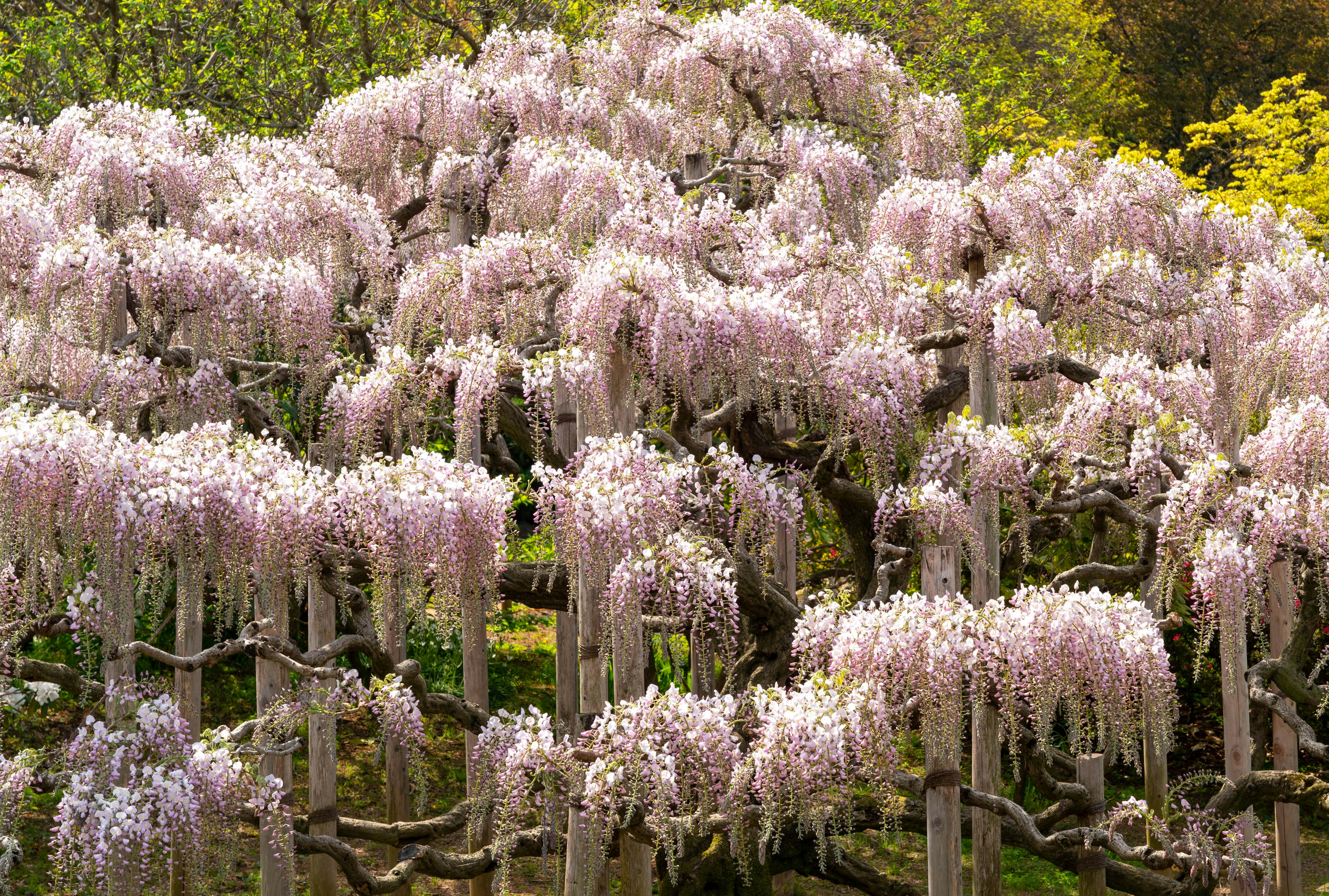 Un paisaje lleno de flores de glicinia en plena floración