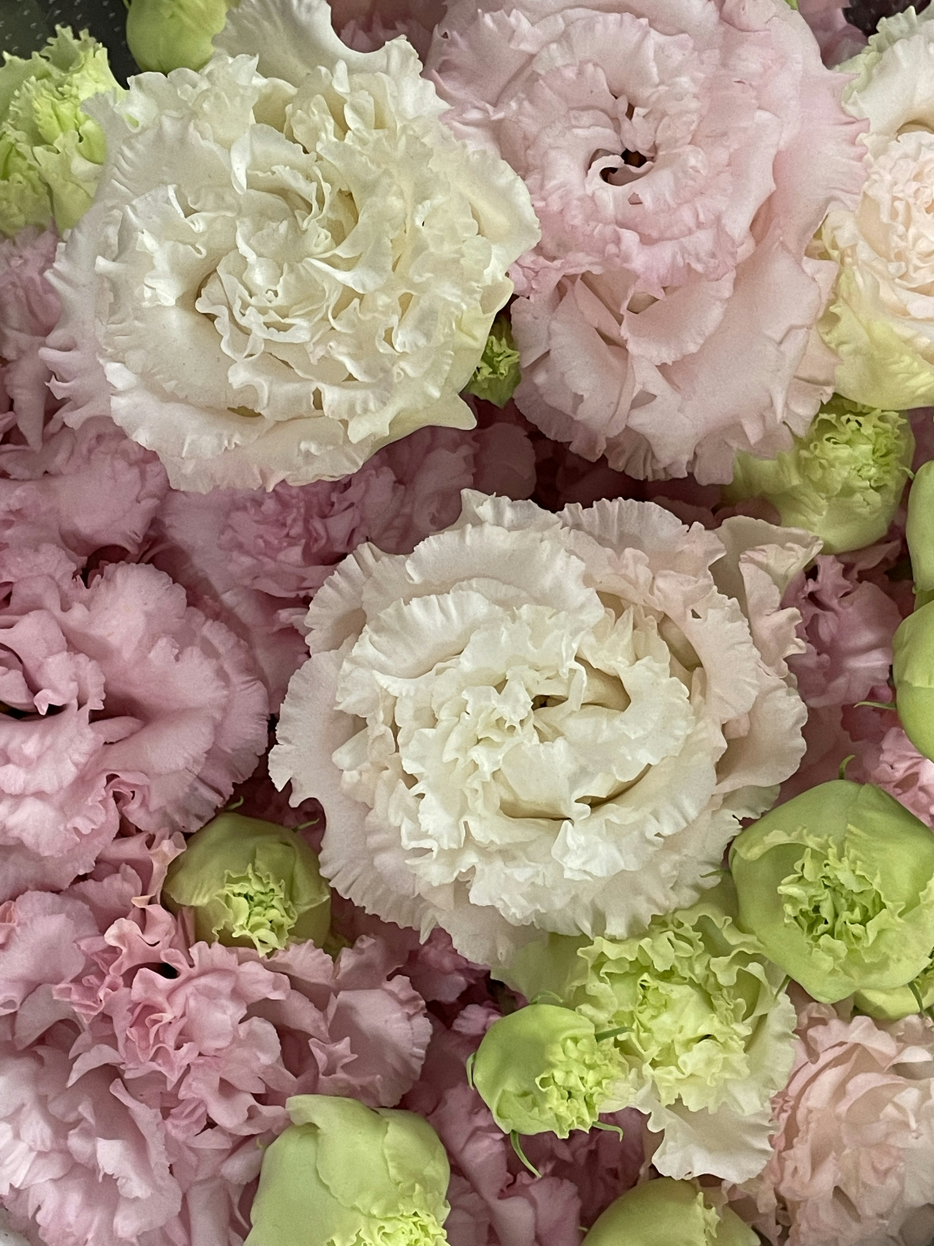 Bouquet of colorful carnations featuring white and soft pink flowers mixed together