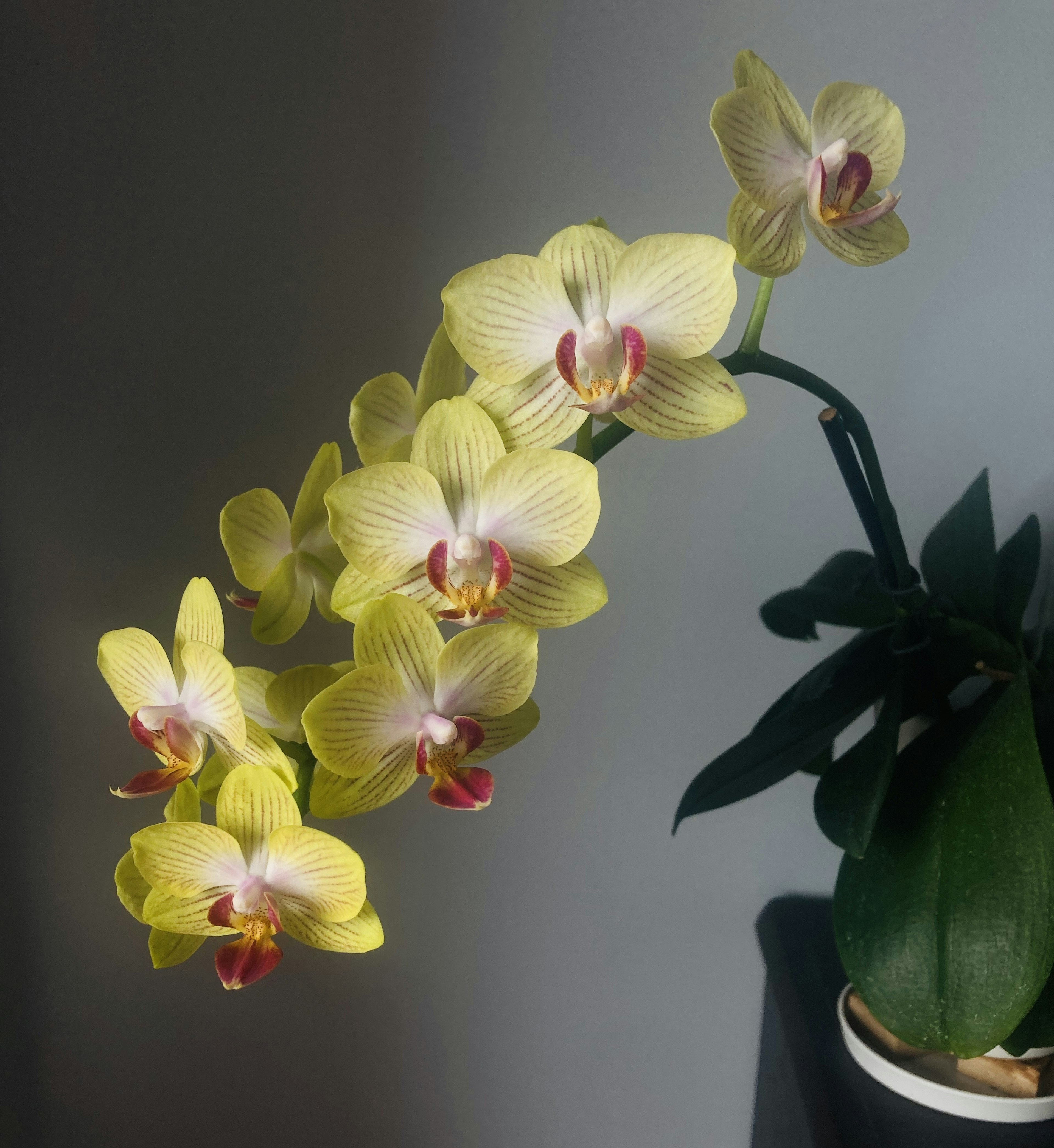 Fiori di orchidea gialli che sbocciano da una pianta in vaso