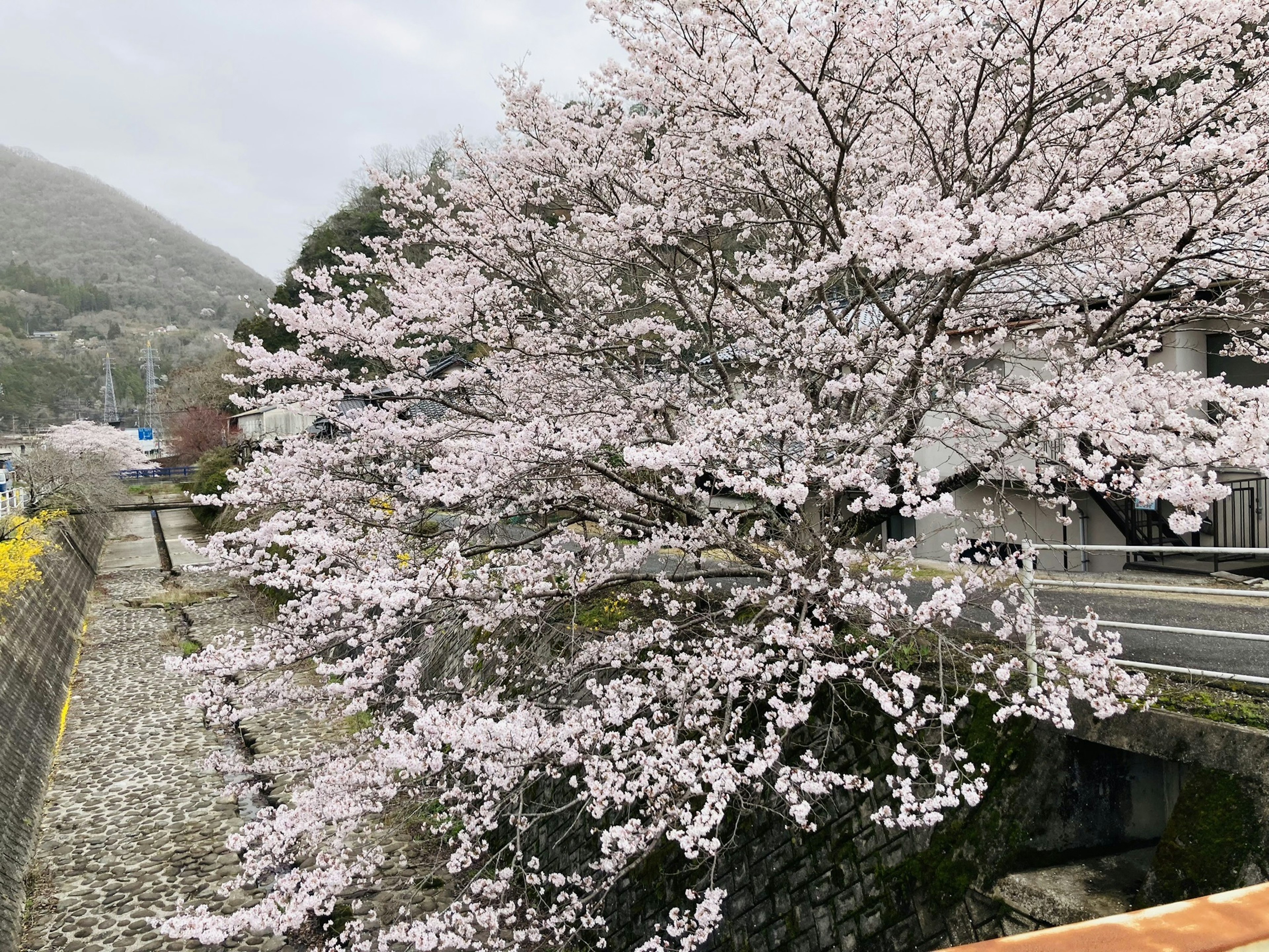 Pohon sakura yang mekar dekat sungai dengan bunga merah muda