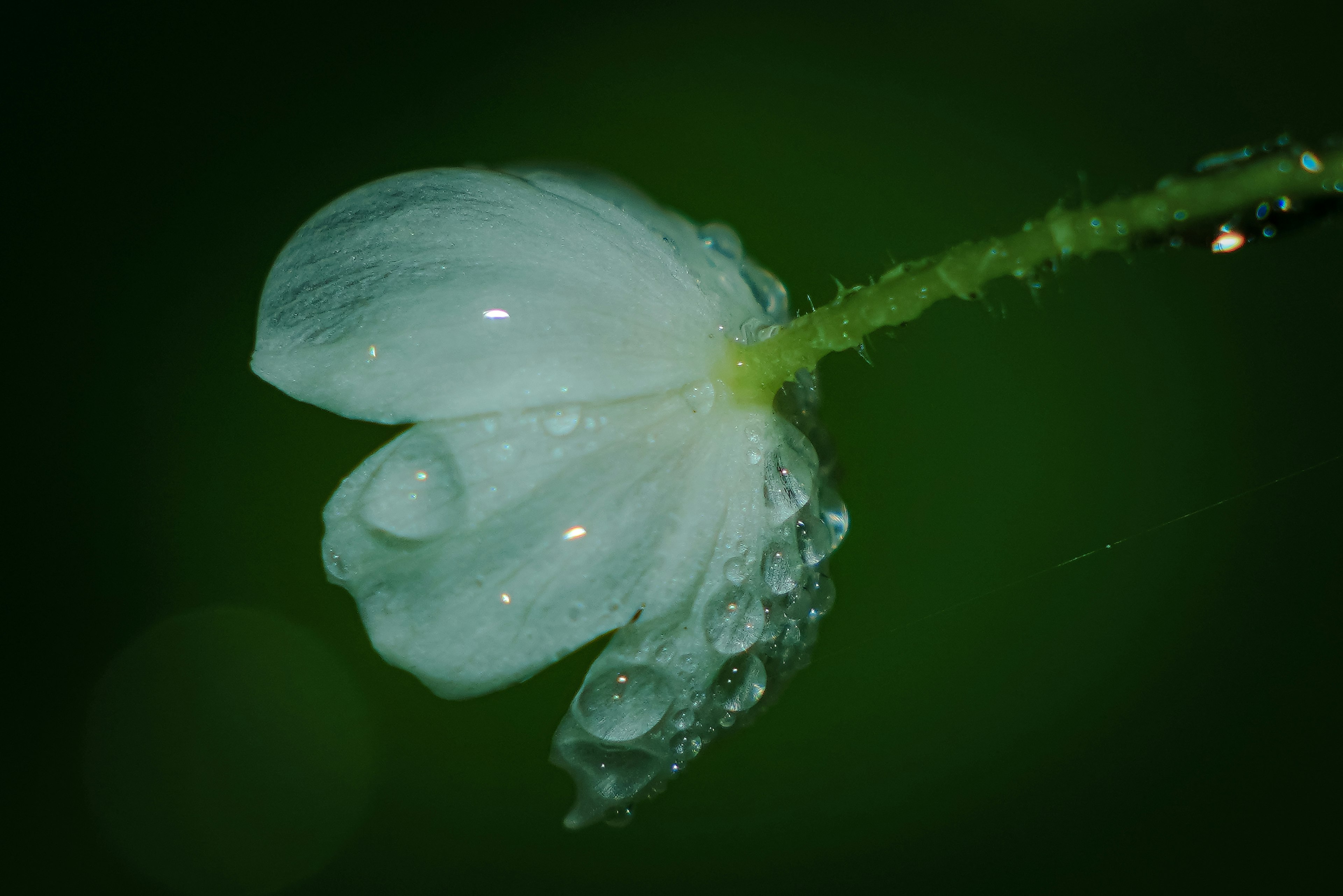 Primer plano de una flor blanca con gotas de agua sobre un fondo verde