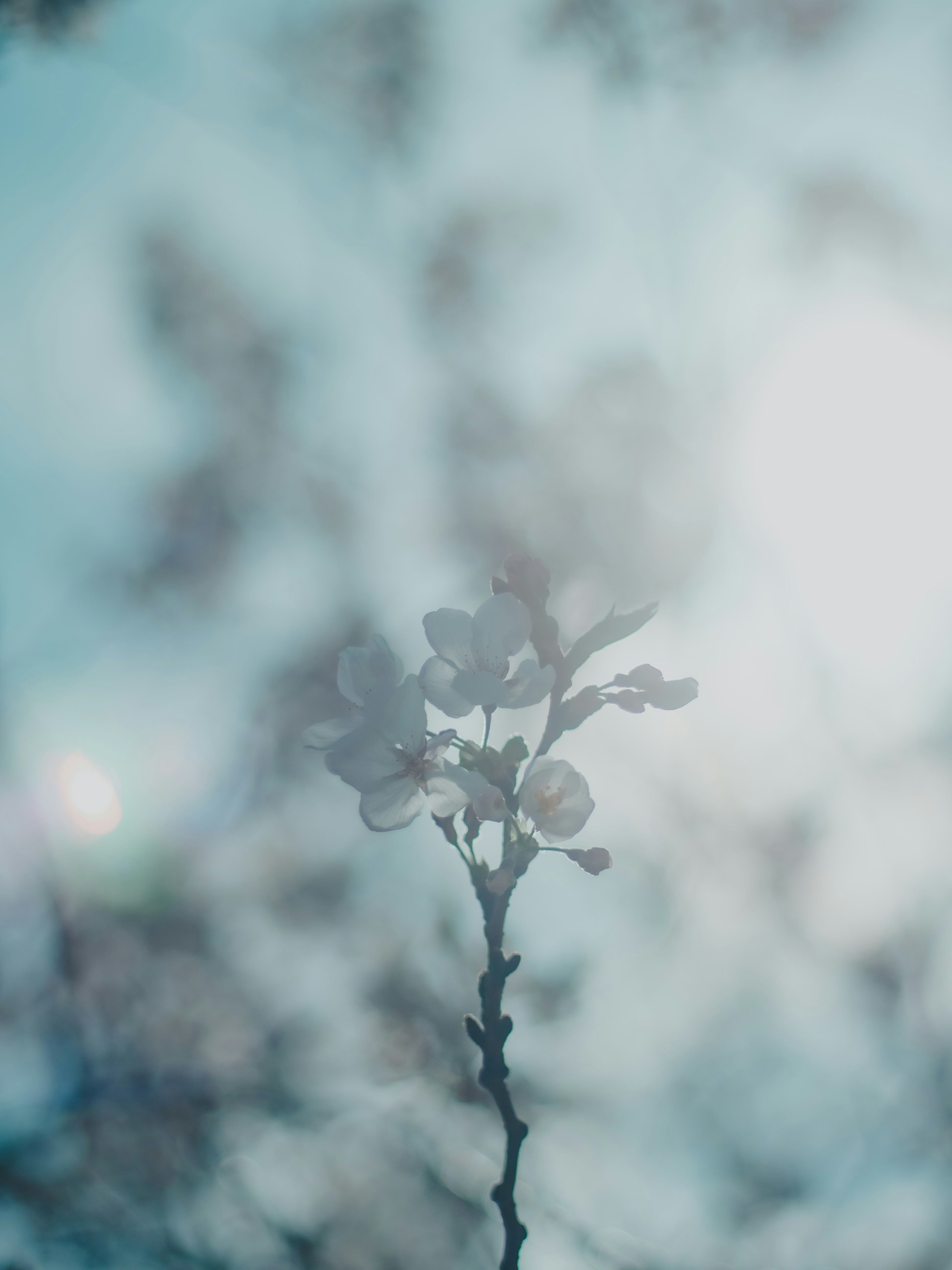 Un ramo di fiori sfocato sotto un cielo blu morbido