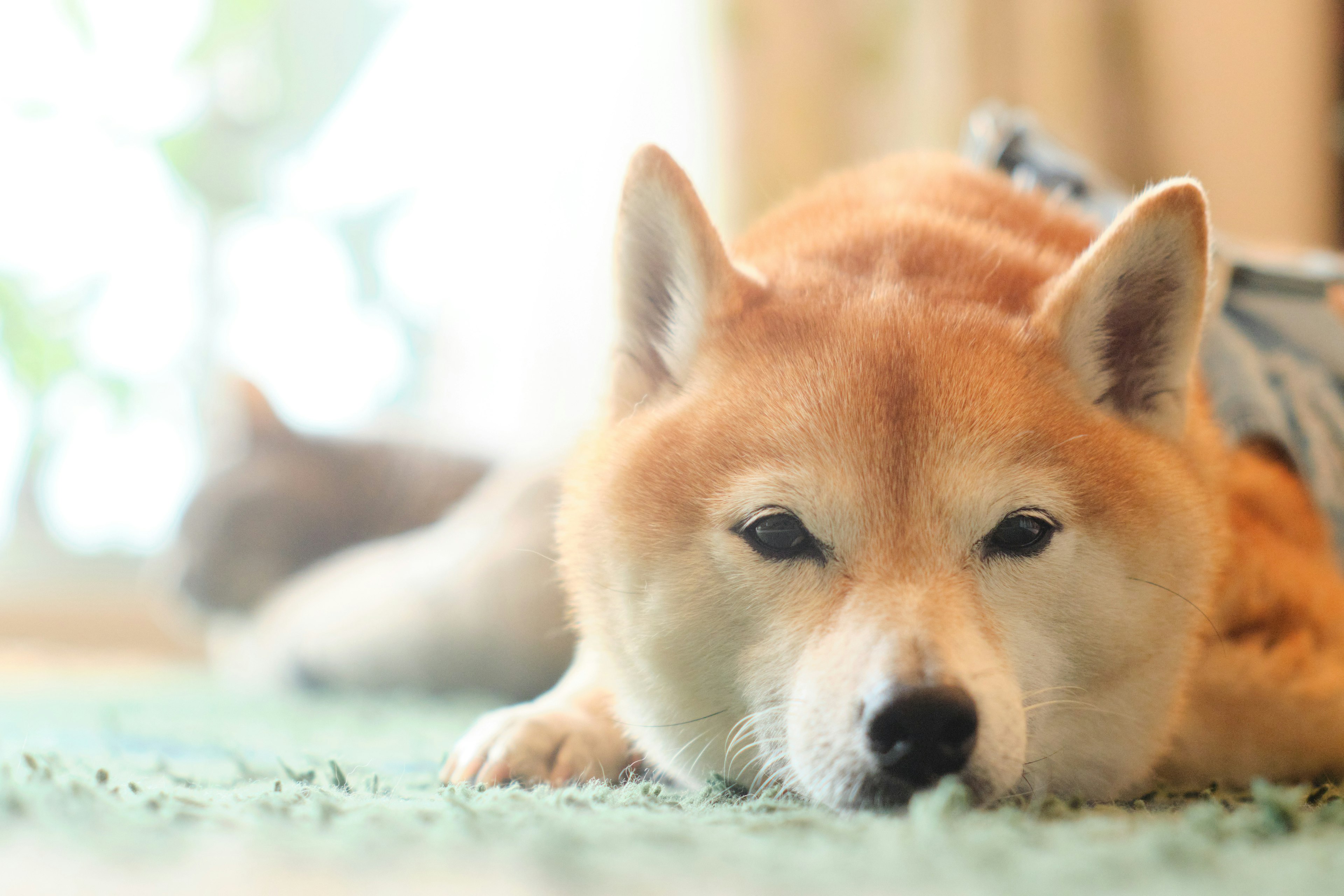 Close-up anjing Shiba Inu berbaring dengan kucing buram di latar belakang