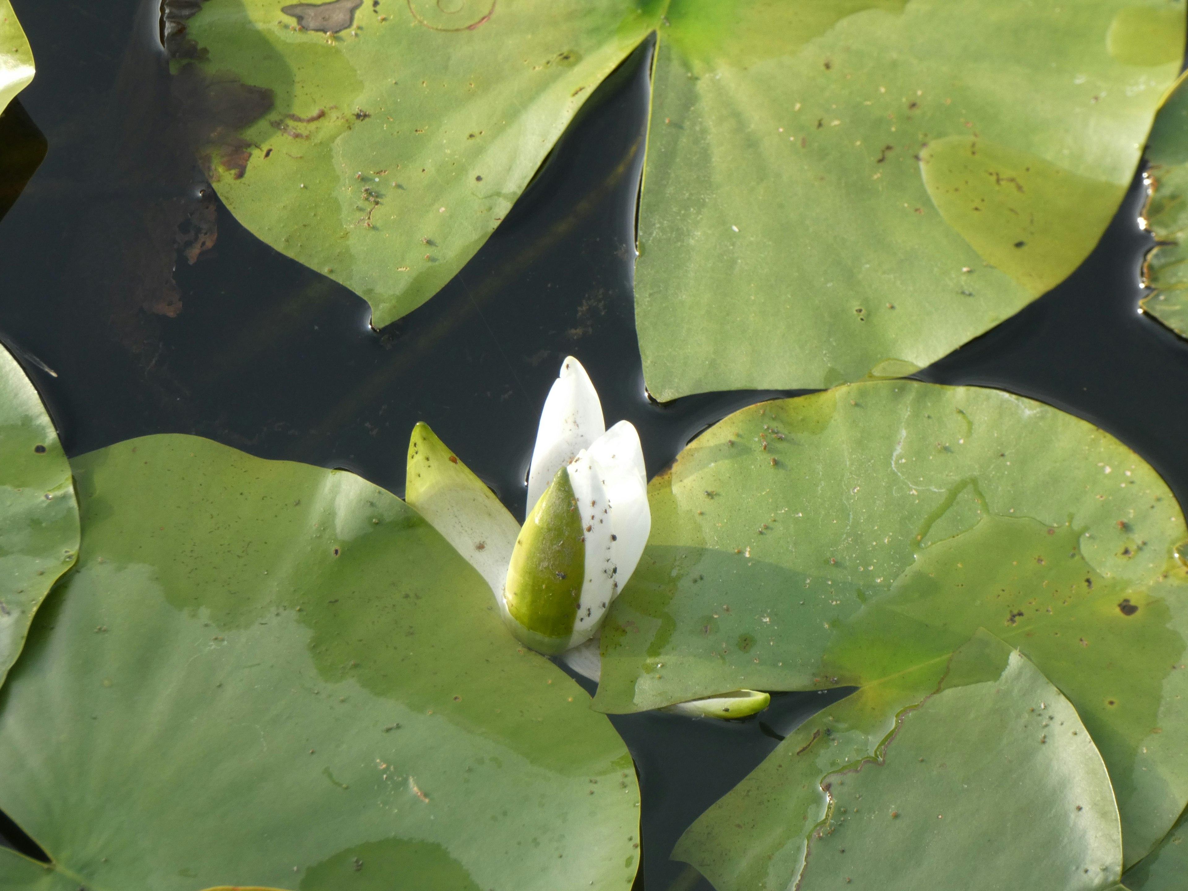 Hojas de lirio de agua con una flor en botón