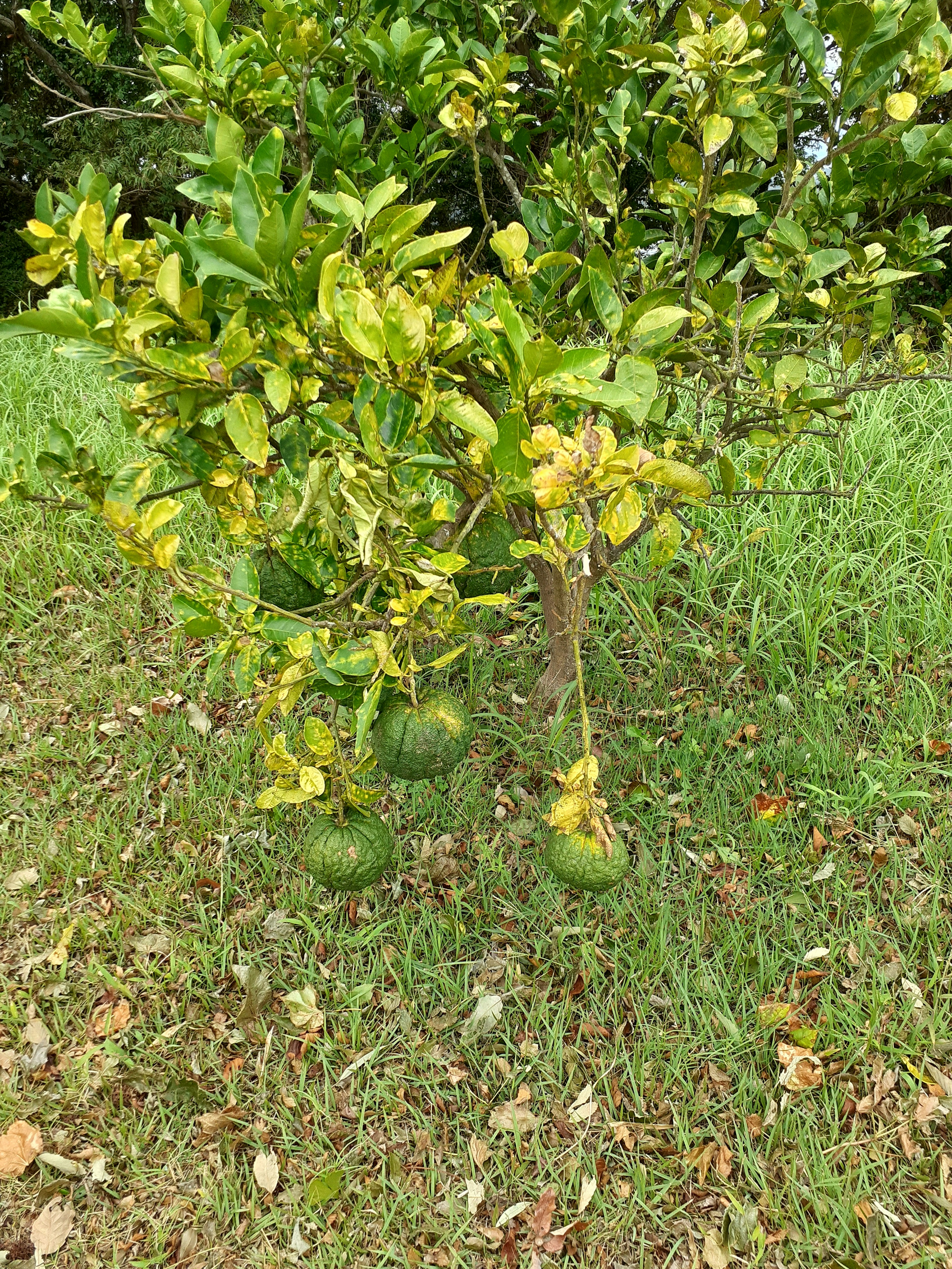 Pequeño árbol con frutos verdes y césped alrededor