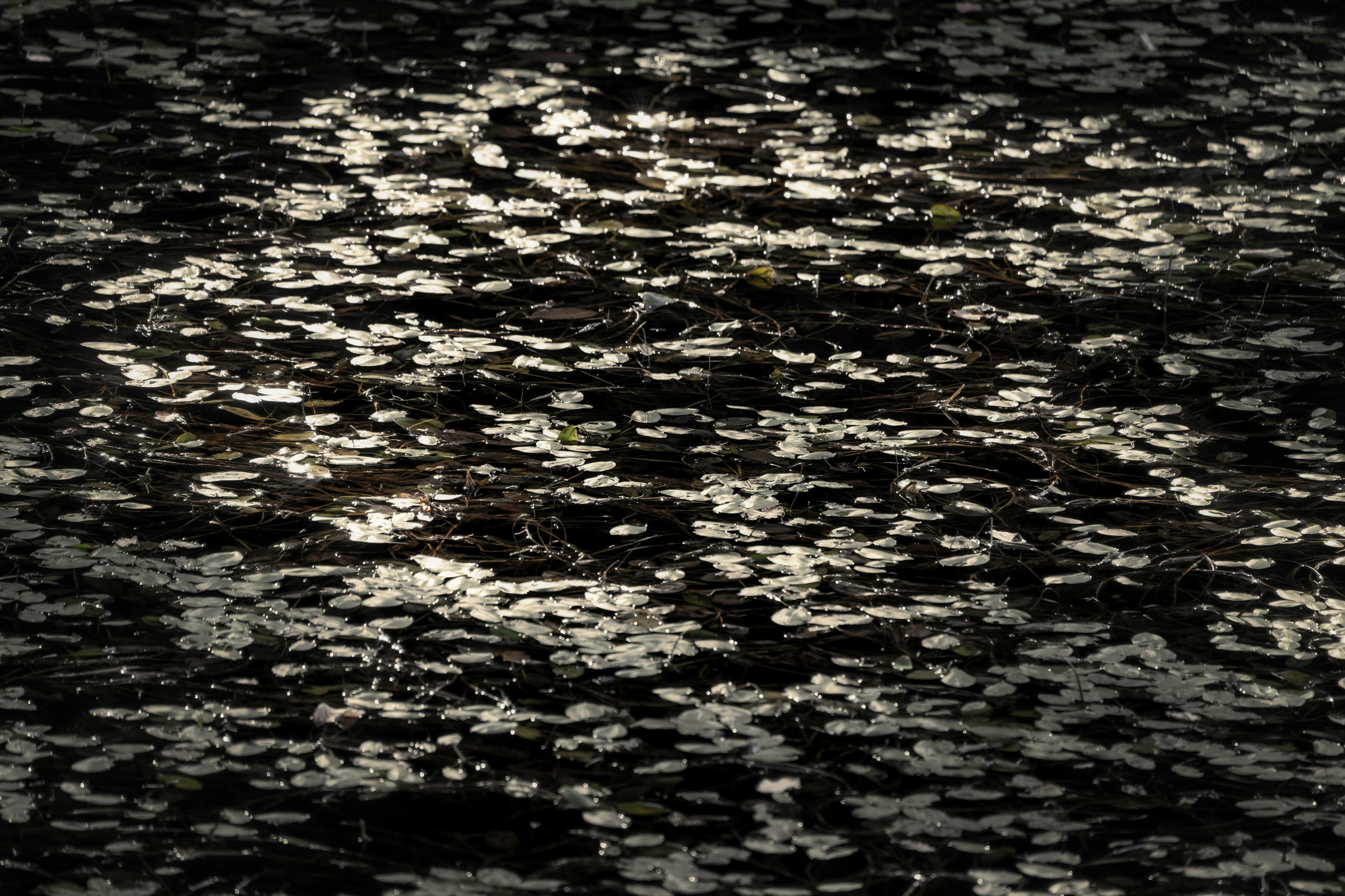 Muster von Licht, das sich auf einer dunklen Wasseroberfläche spiegelt