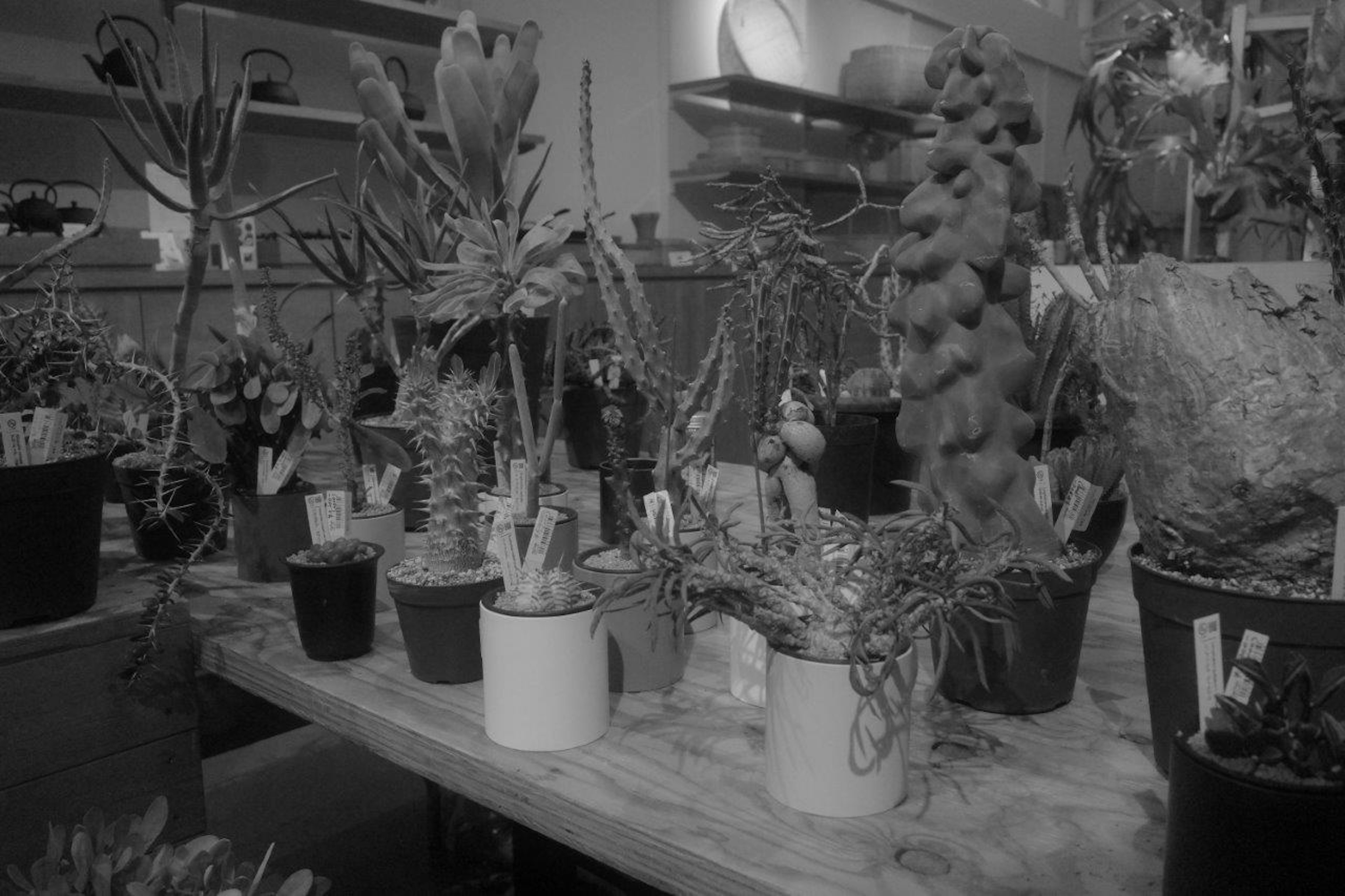 Indoor scene with various potted plants in black and white