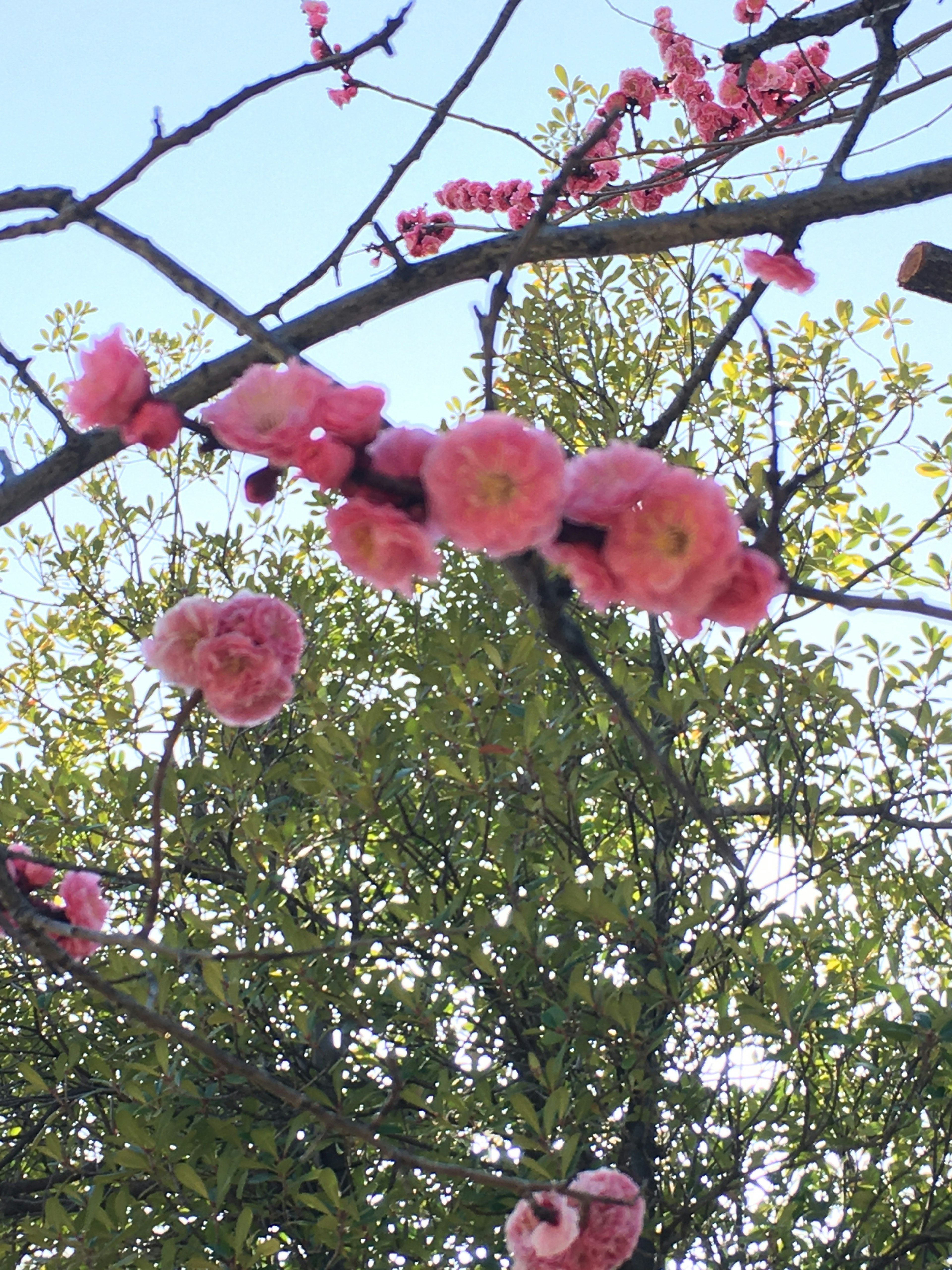 Äste mit rosa Kirschblüten und grünen Blättern