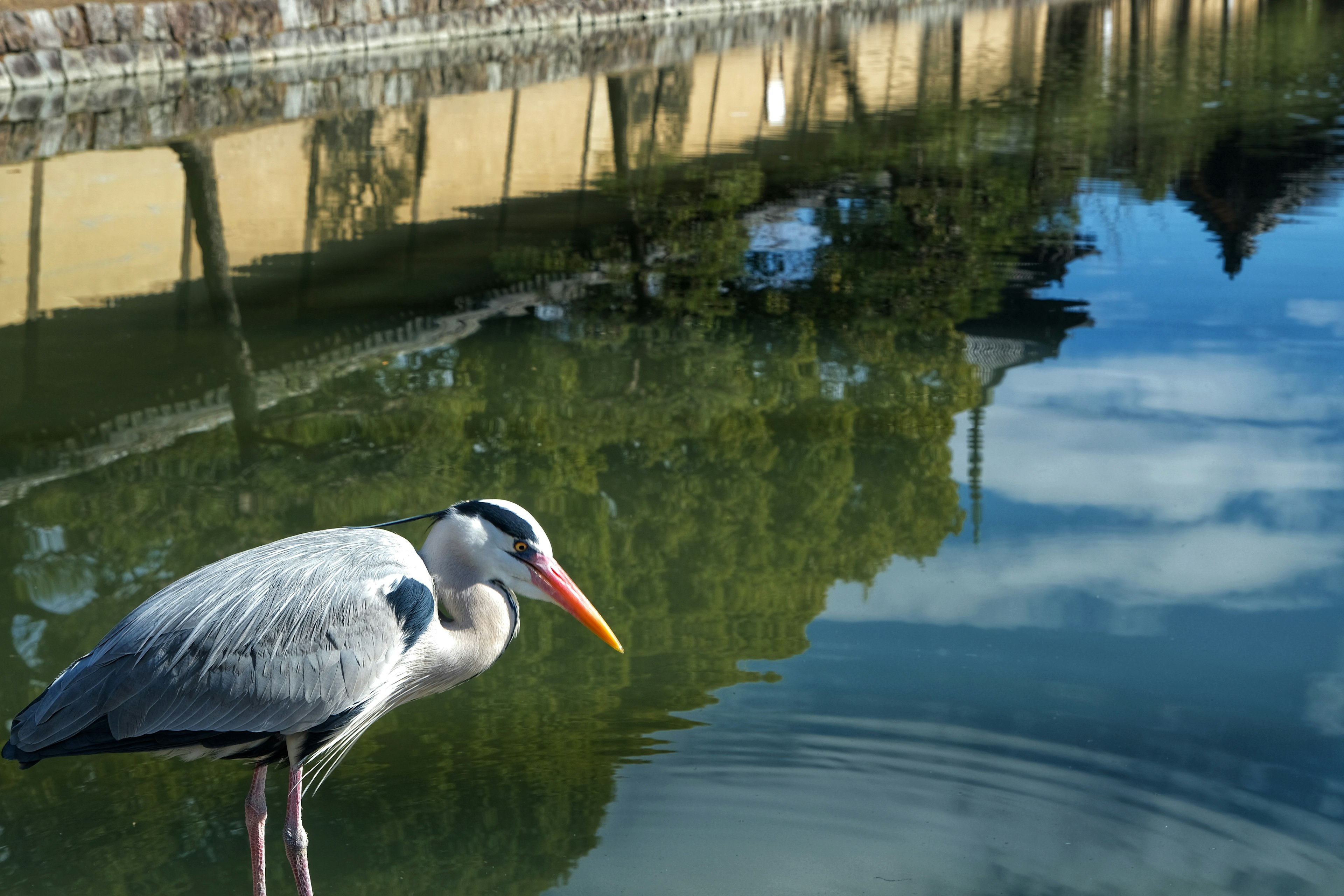 Ein Reiher steht nah am Wasser mit Reflexionen