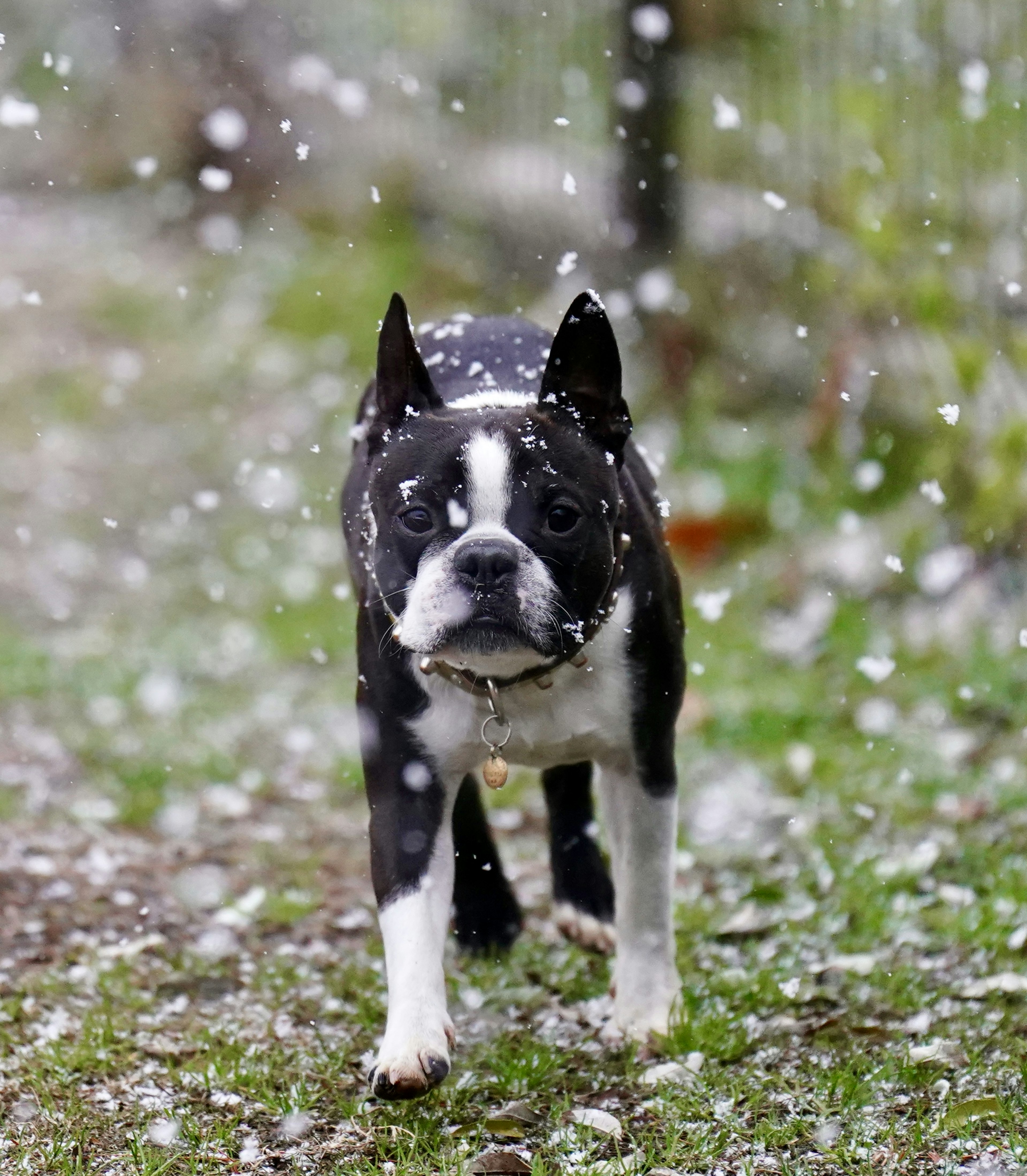 Anjing Boston Terrier berjalan di salju